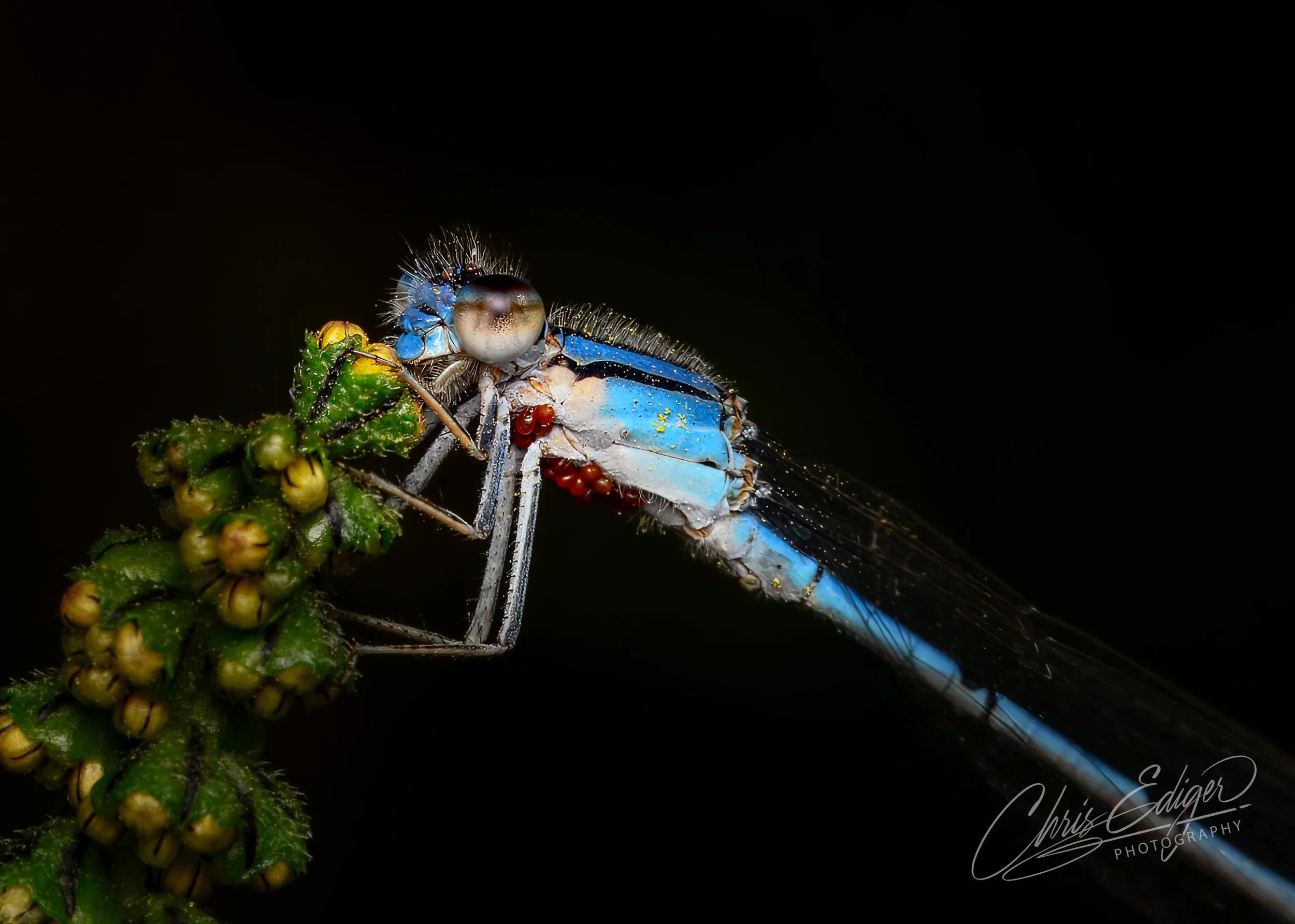 Close-up macro of a blue damselfly perched on a green plant stem, showcasing its delicate wings, large compound eyes, and fine body hairs. Red parasitic mites are clearly visible on the insect’s thorax, adding biological detail. The dark background e
