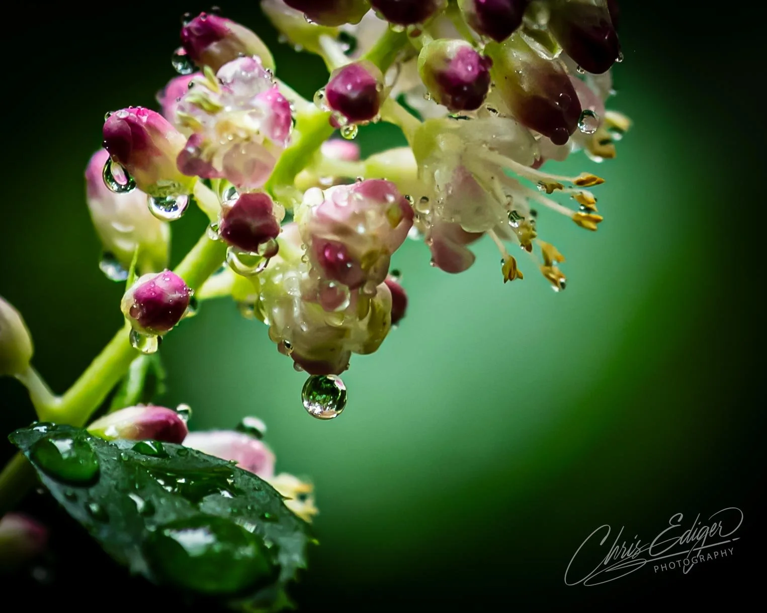 A close-up macro photograph of delicate flower buds covered in glistening raindrops. The tiny, pink and cream-colored buds are sharply in focus against a smooth, deep green background. Droplets hang from petals and leaves, capturing light and reflect