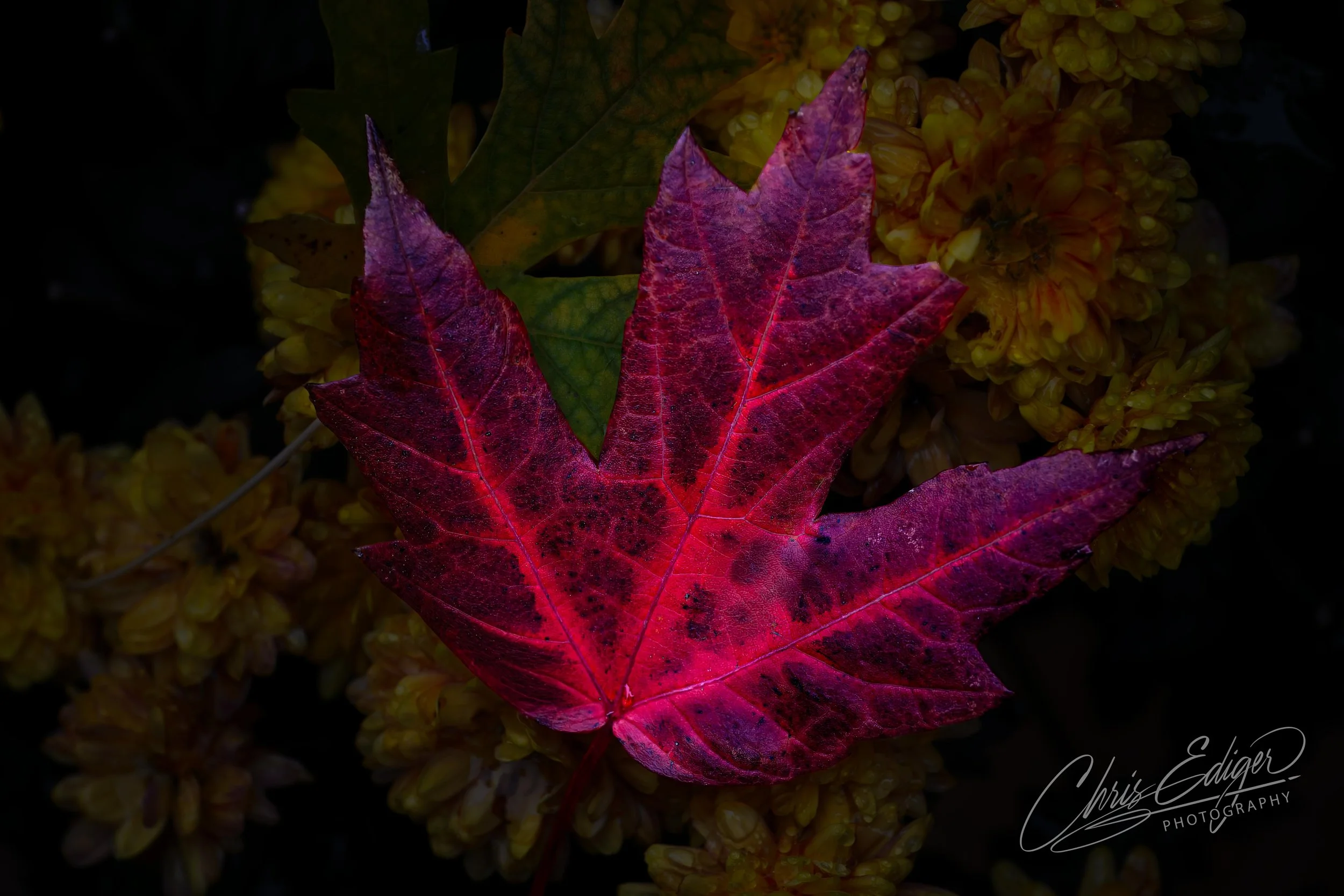 Close-up of a vibrant red and purple maple leaf resting on yellow flowers with a dark background.
