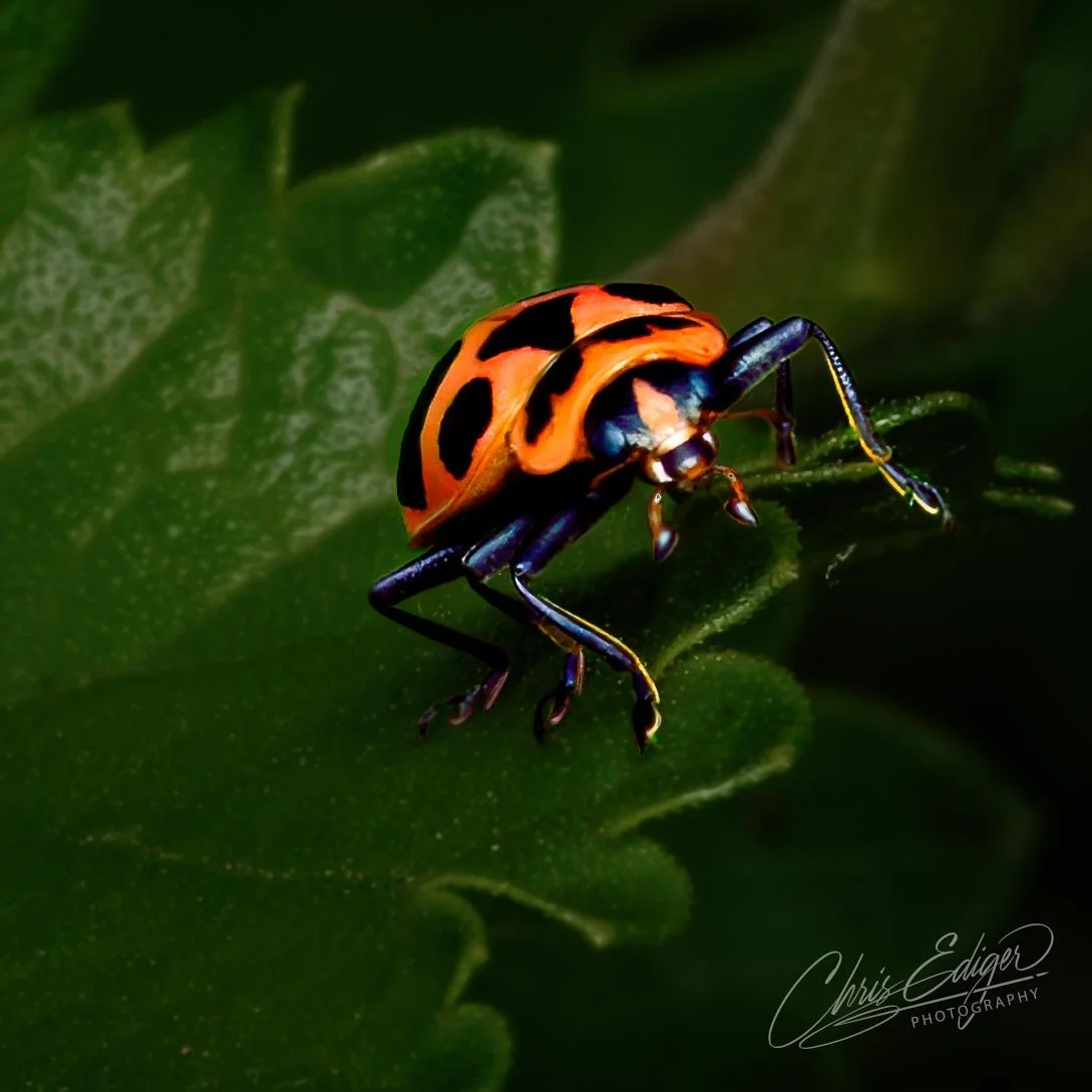 A brightly colored lady beetle with a vivid orange body and distinct black markings clings delicately to a textured green leaf. The beetle’s shiny exoskeleton contrasts against the deep shadows and softly lit foliage, creating a dramatic mood. Its le