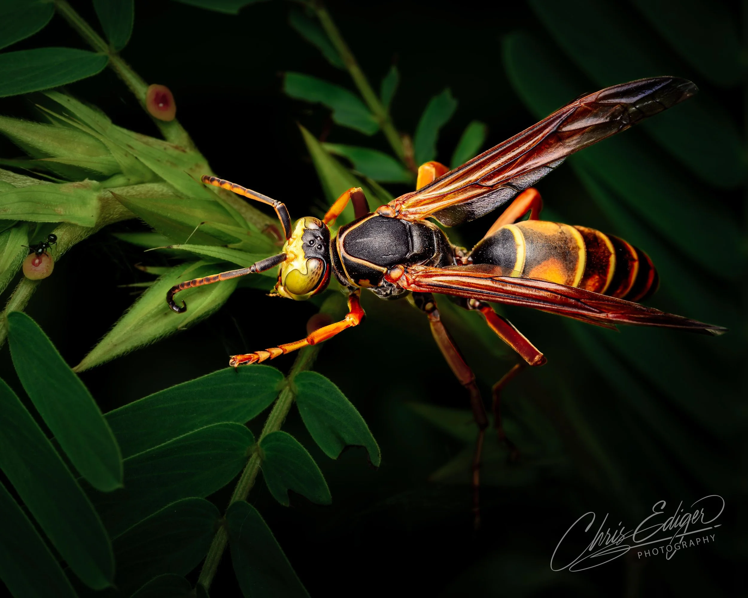 A vividly detailed paper wasp with yellow and black markings rests on a leafy plant, its long wings folded along its body. The insect's segmented body, curved antennae, and intense facial features are sharply focused, contrasting with the softly shad