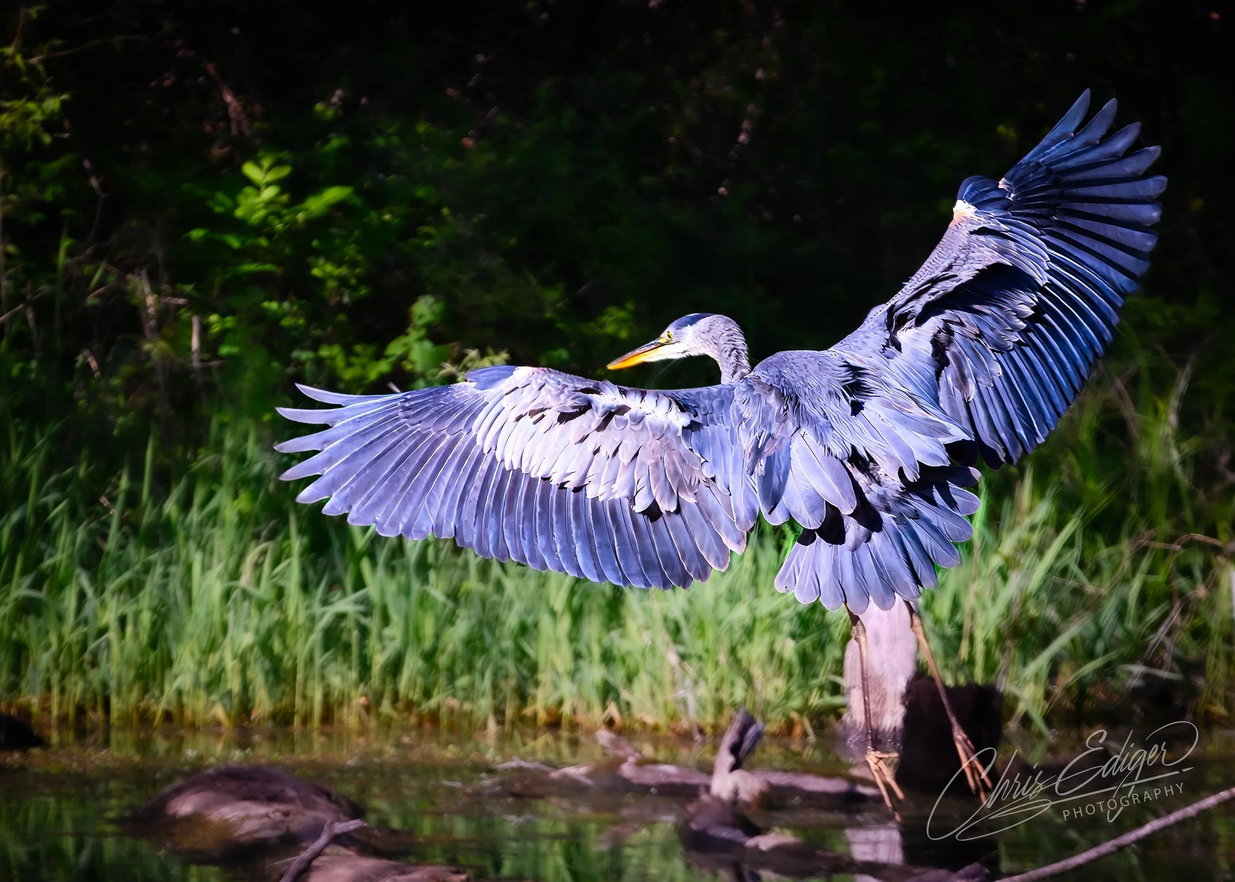 A great blue heron captured mid-landing with its wings outstretched, showcasing the intricate feather patterns and striking blue-gray plumage. The bird is framed against a lush, green wetland backdrop with soft light highlighting its grace and poise.