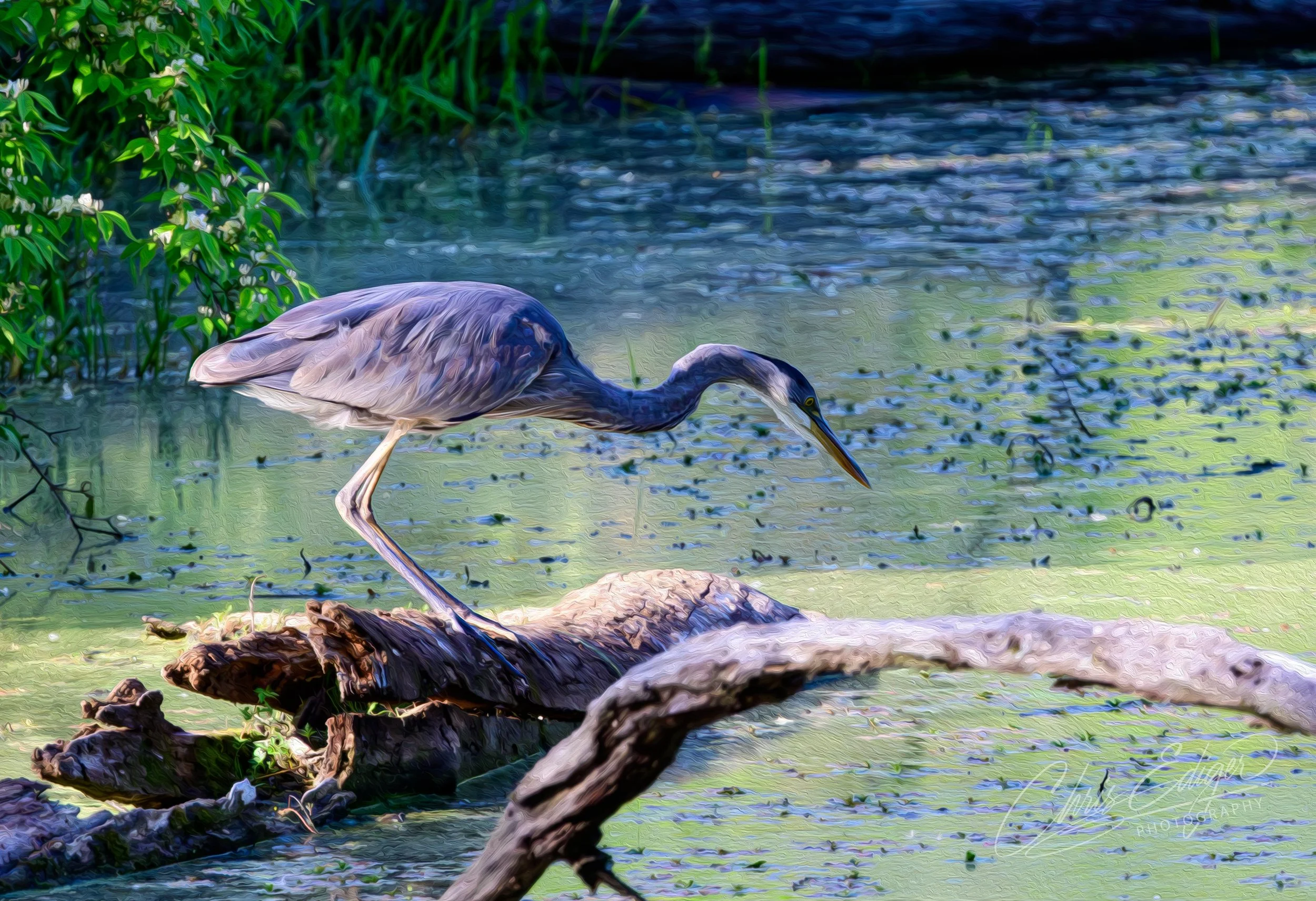 A heron standing on a fallen log in a pond, surrounded by green plants and water with algae.
