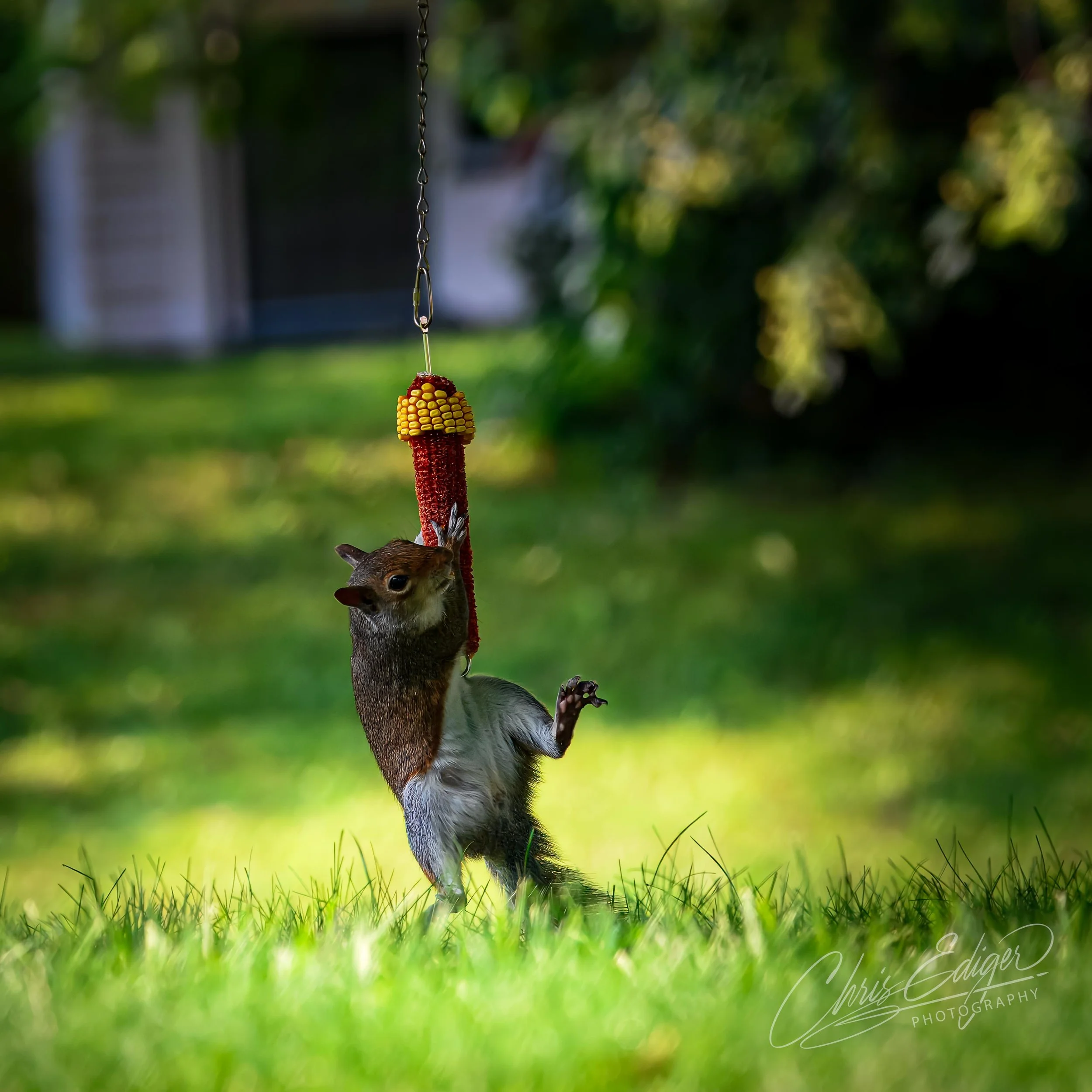A clever squirrel stretches upward on its hind legs, one paw reaching for a hanging ear of corn in a sunny backyard scene. Captured in a moment of mid-motion, this image highlights the agility and determination of urban wildlife. The soft-focus green