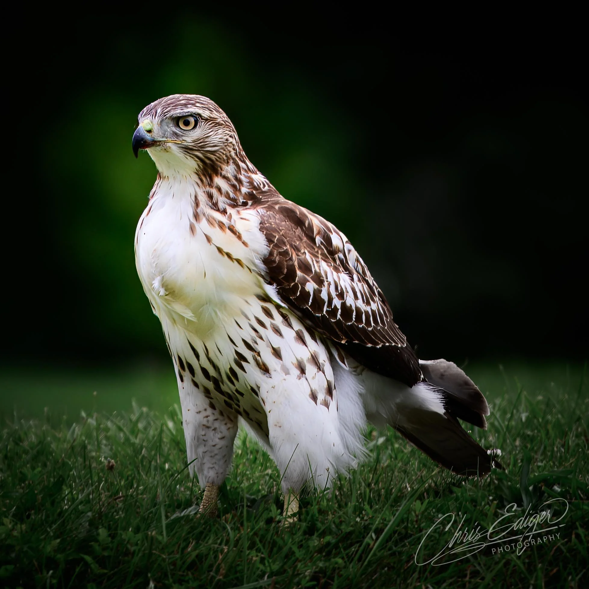 A striking portrait of a juvenile hawk standing alert on grassy ground, its brown and white plumage patterned with streaks, yellow talons visible beneath its feathers, and piercing yellow eyes fixed on the distance. The dark blurred background isolat