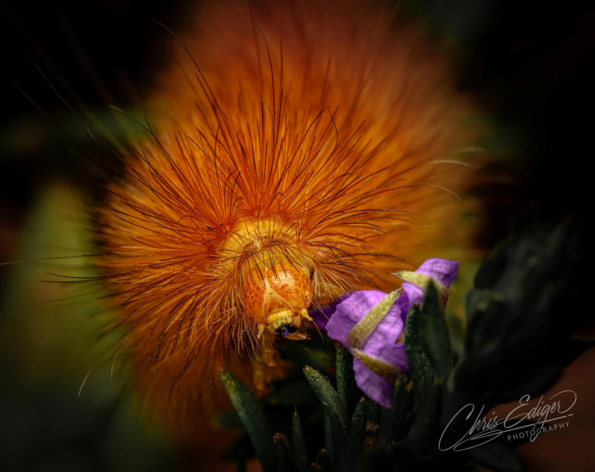 A close-up macro photograph of a bright orange fuzzy caterpillar feeding on a small purple flower. The fine hair-like bristles and soft textures of the caterpillar’s body are clearly visible, contrasted against the delicate petals and dark background