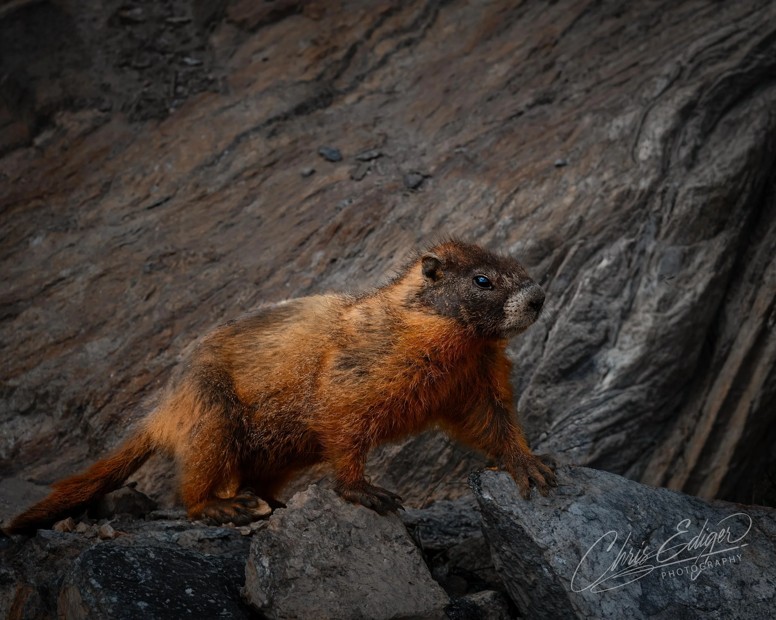 A yellow-bellied marmot stands alert on rugged alpine rocks, its fur glowing with warm golden and orange tones against the cool gray stone background. The animal’s textured coat and sharp gaze are highlighted by soft directional light, creating a wil