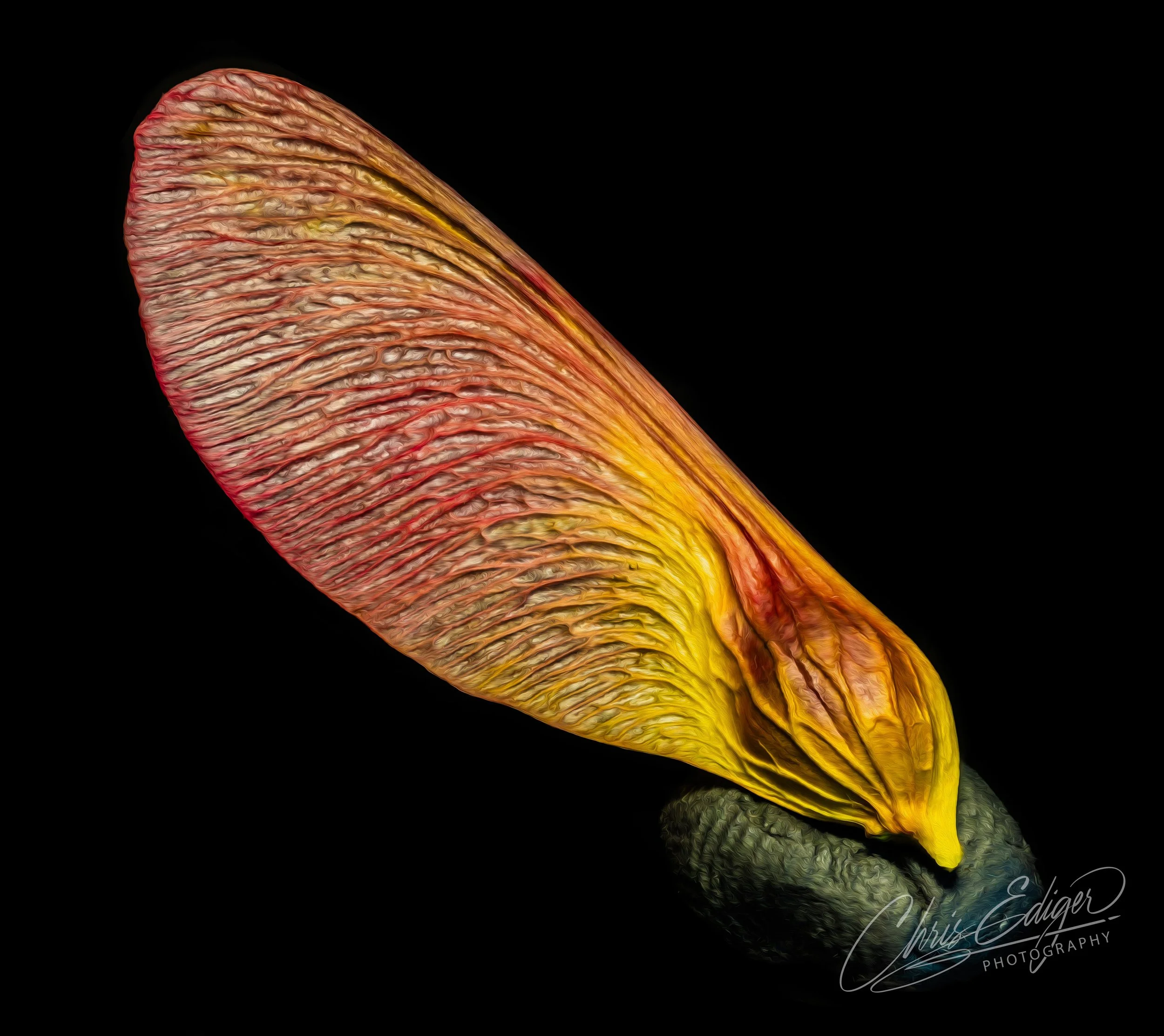 A highly detailed macro photograph of a single maple seed (samara) against a deep black background. The textured seed wing transitions from fiery red at the tip to golden yellow near the base, while the seed itself is a muted green with hints of blue