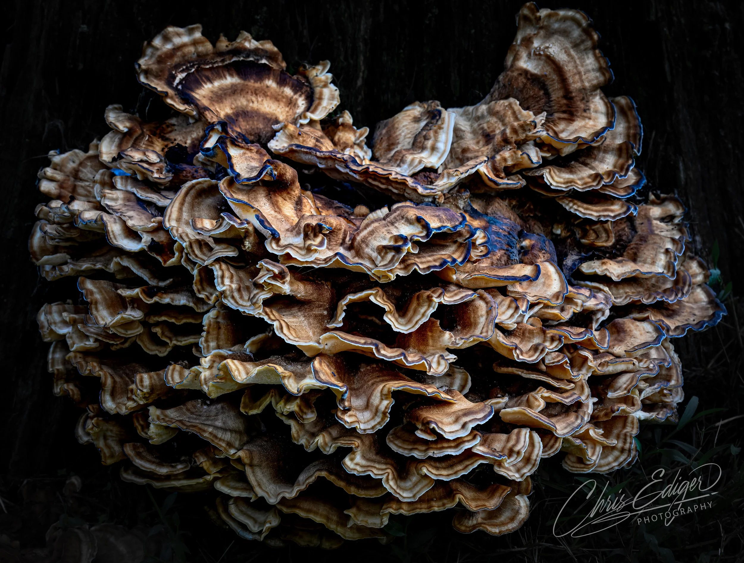 A close-up photograph of yellow and orange chrysanthemum flowers in full bloom. The petals display warm autumn tones, layered densely in circular patterns. The dark background accentuates the brightness and intricate texture of the blossoms.