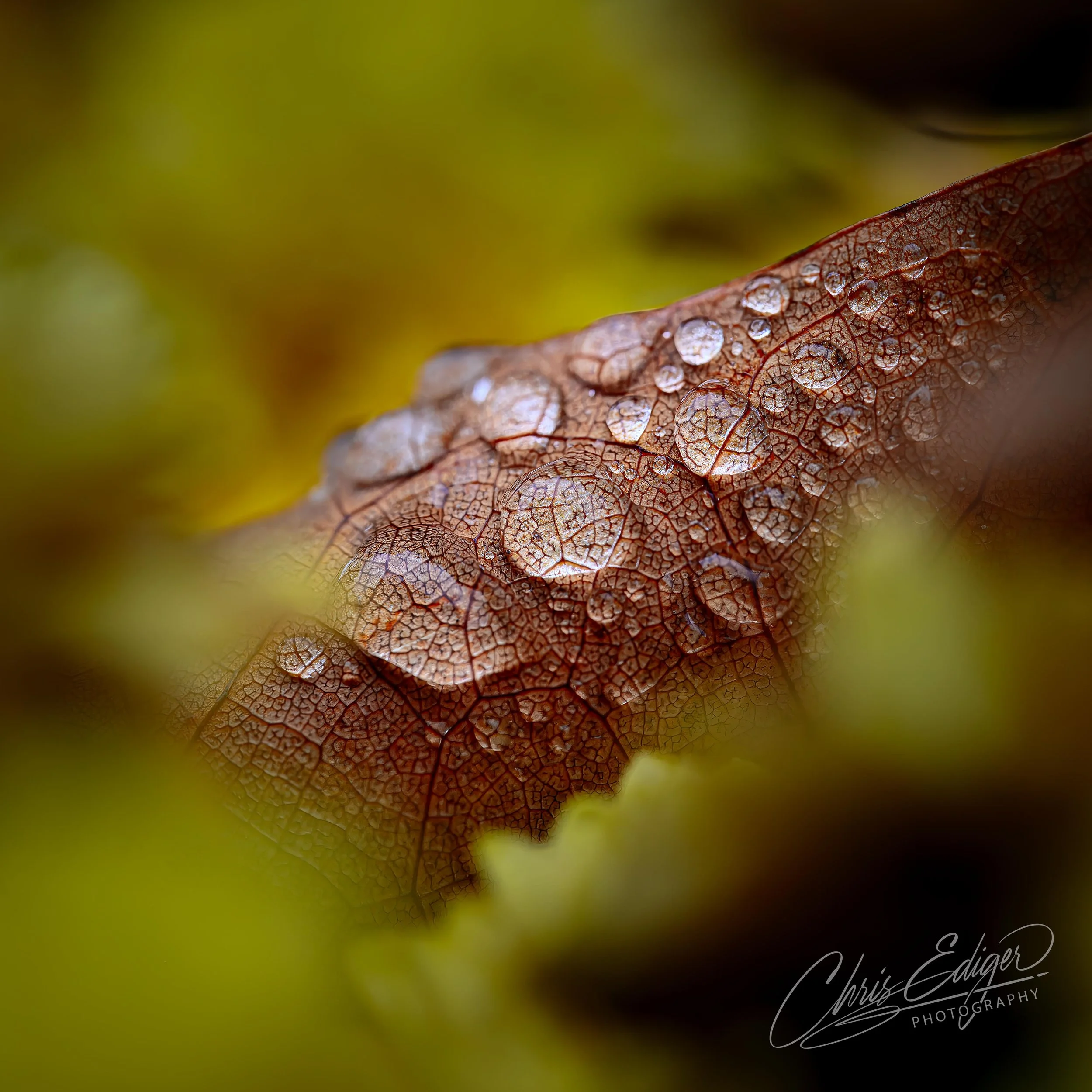 Close-up of a brown leaf with water droplets on its textured surface.