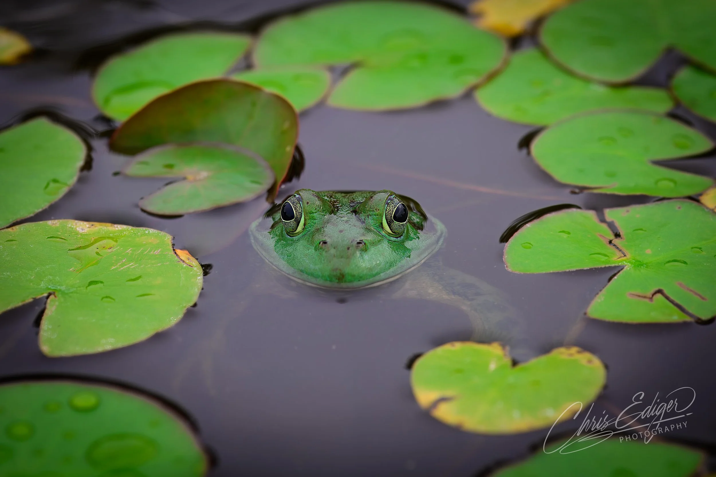 Close-up wildlife photograph of a green frog partially submerged in still pond water, its eyes and face emerging between floating lily pads with visible water droplets. The image captures natural wetland habitat details, soft reflections, and vibrant