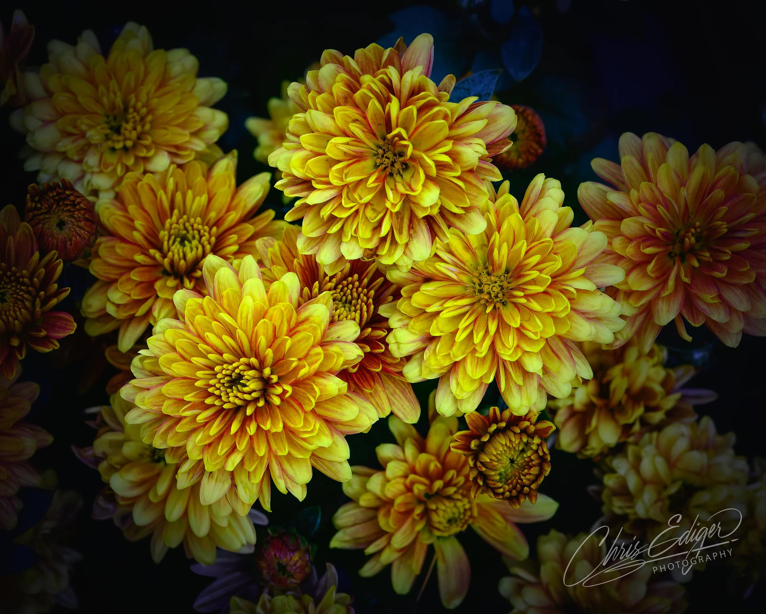 Cluster of yellow and orange chrysanthemums with dark background