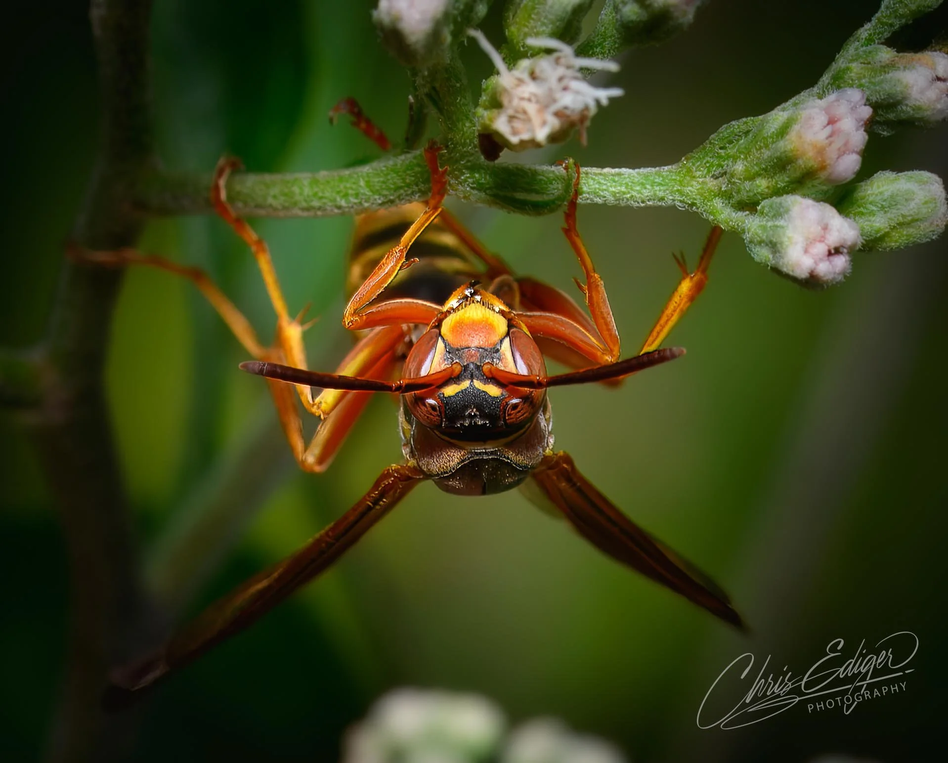 A detailed macro shot of a paper wasp clinging to a flowering plant. The sharp focus captures its vibrant colors, delicate wings, and fierce facial markings.