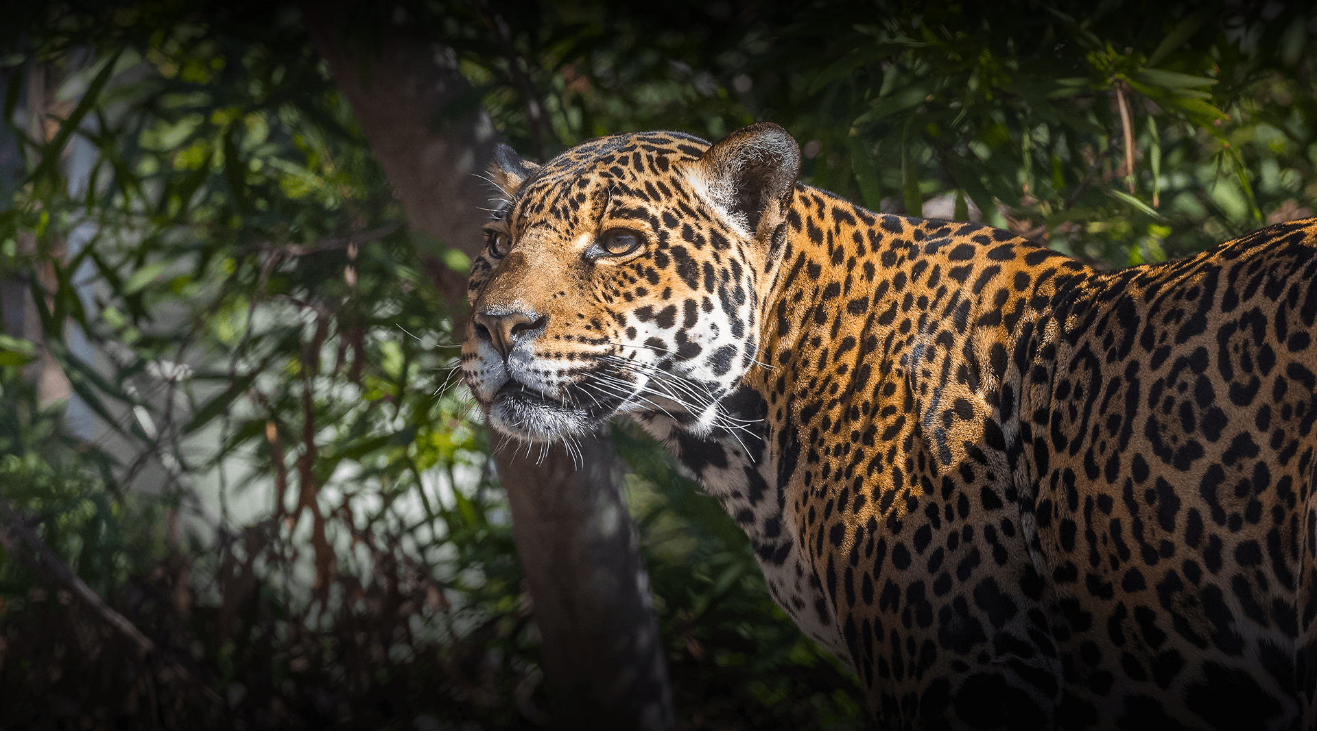 Close-up of a jaguar with yellow and black spotted fur, partially shaded by foliage in a jungle setting.