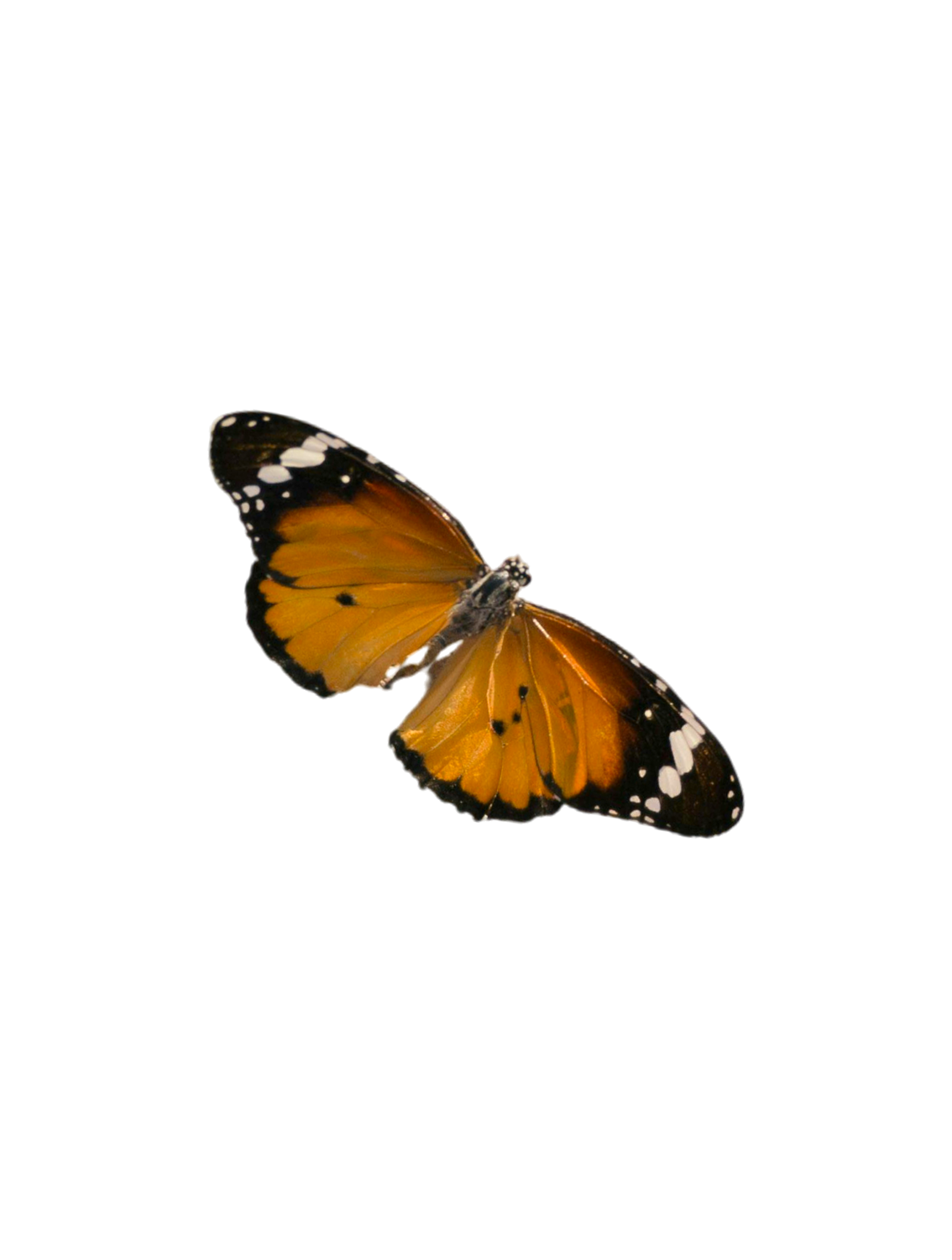 A Monarch butterfly with orange and black wings, white spots on the black edges, and black dots on the orange parts, isolated on a transparent background.