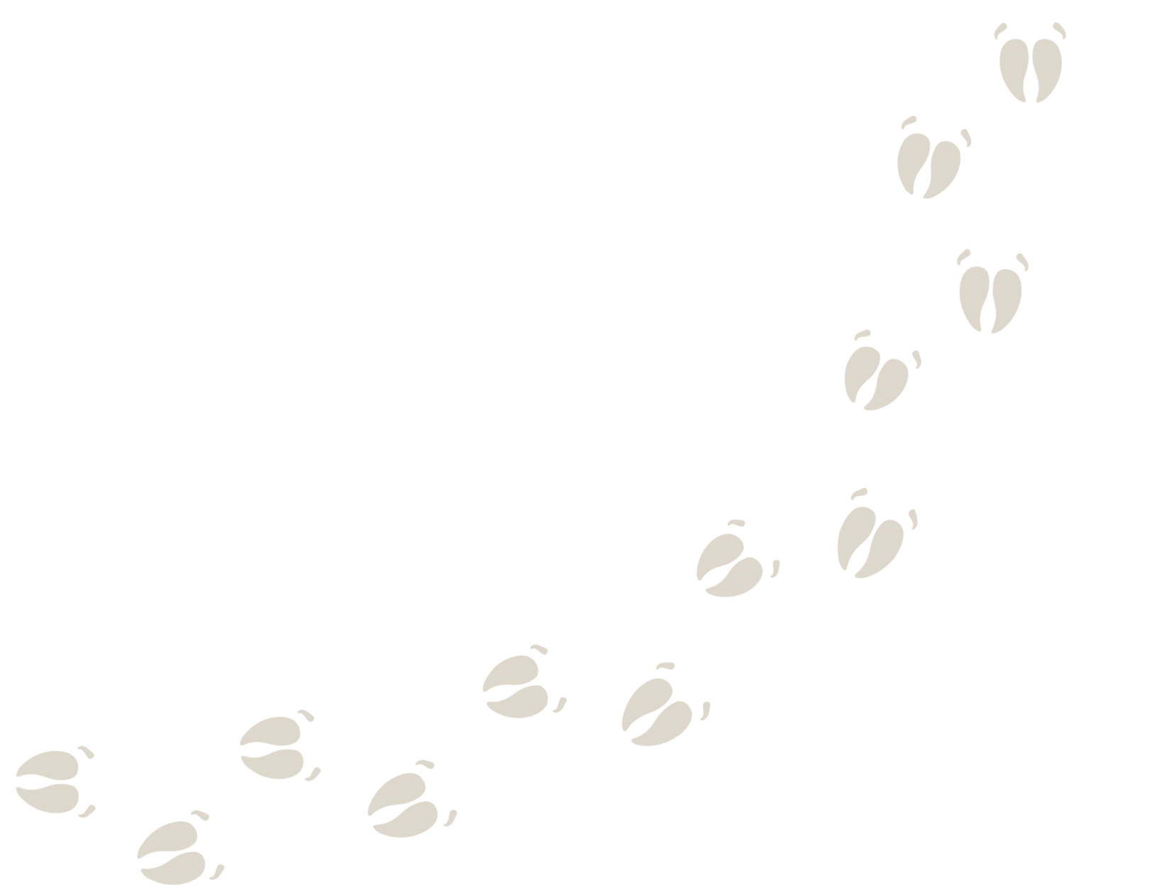 Multiple coffee beans arranged in a trail pattern on a black background.