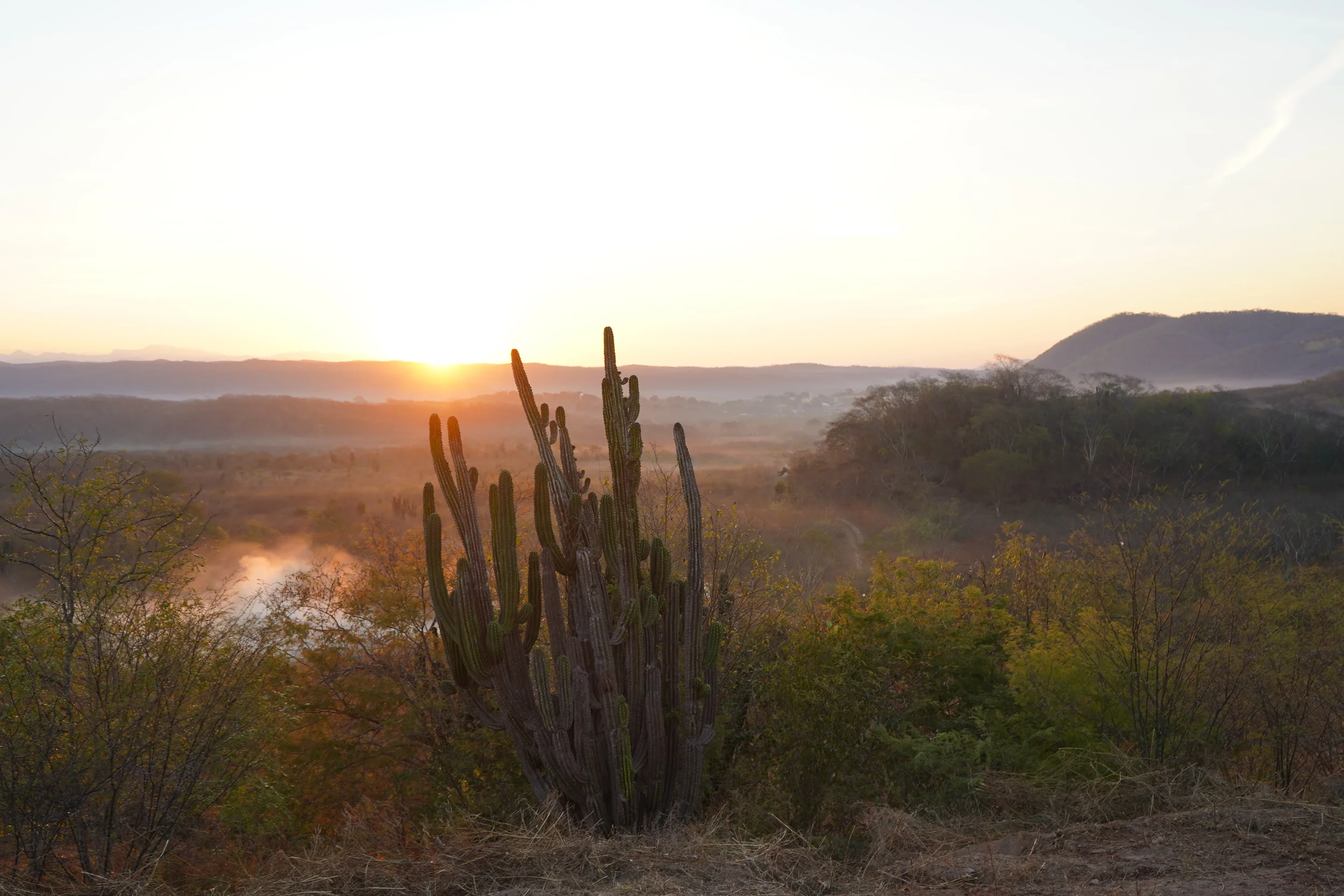 Sunrise over a desert landscape with large cactus in the foreground and hills in the background.