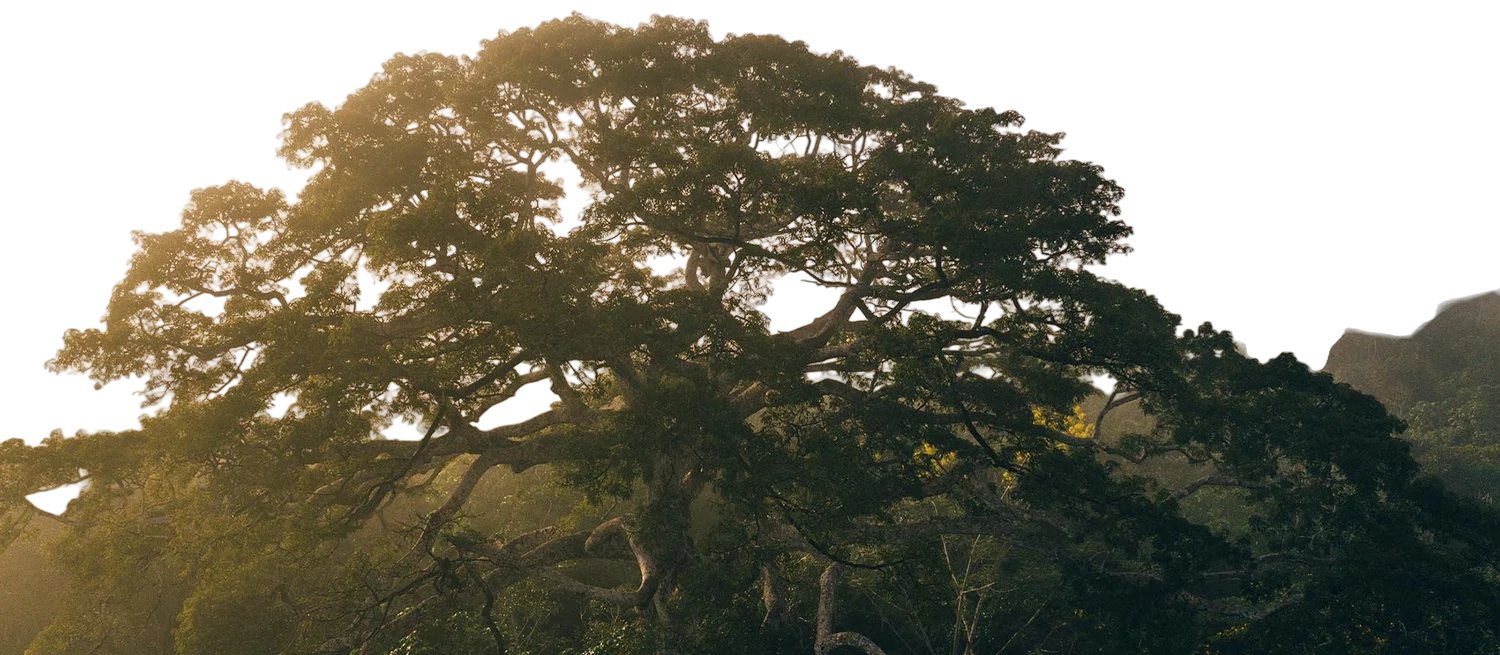 Large, sprawling tree with dense foliage and twisting branches, seen in natural outdoor setting.