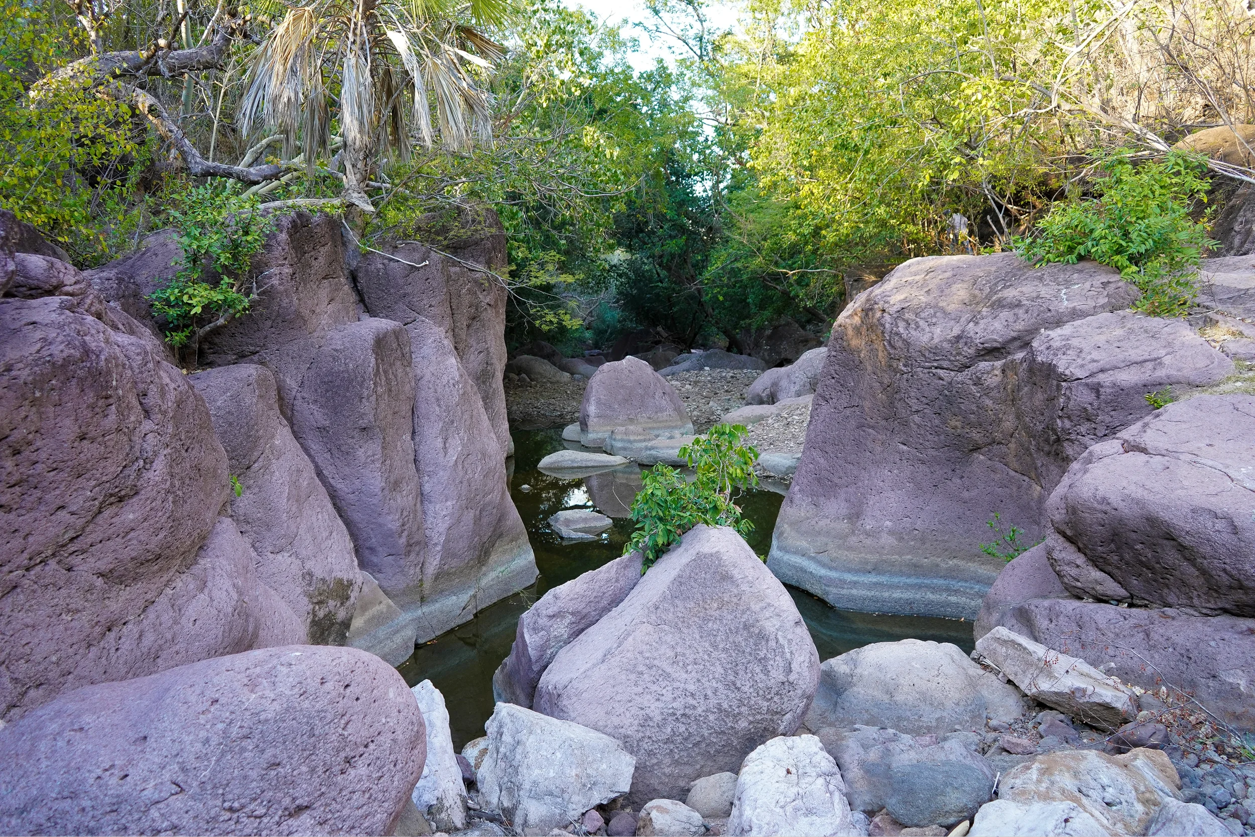 A rocky creek surrounded by green trees and shrubs with large boulders and calm water.