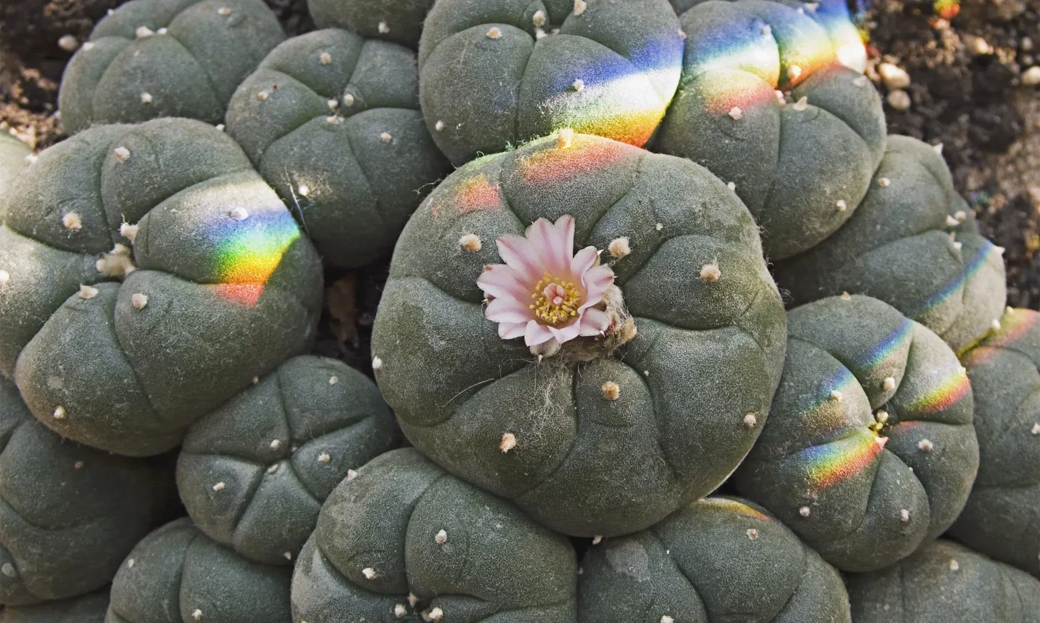 Close-up of a cluster of green cacti with a single pink flower blooming from one of them. The cacti have a rough surface with white spines and some rainbow-like reflections.