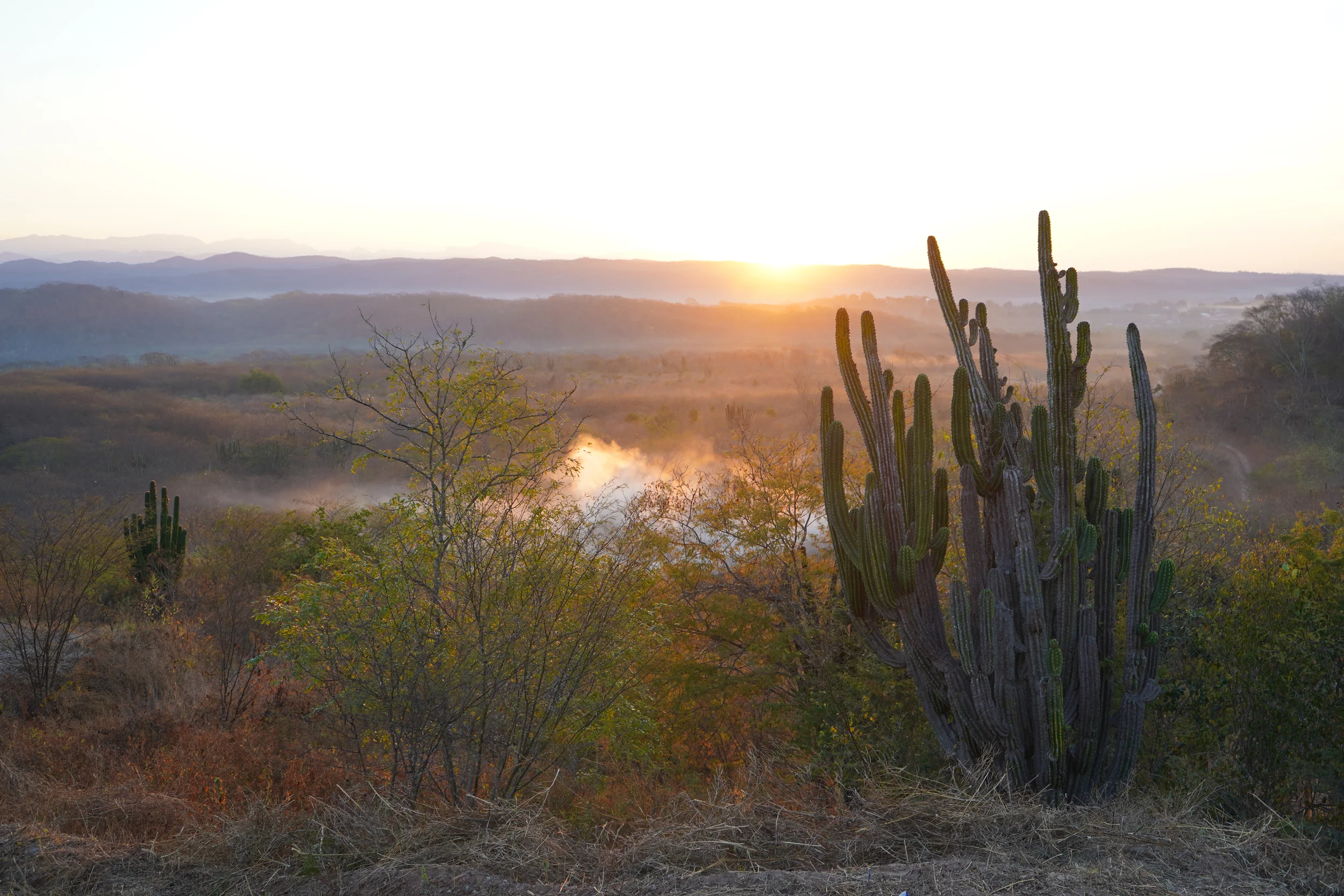 Desert landscape at sunrise with large cacti in the foreground, mist over valleys, and distant mountain ranges under a bright sky.