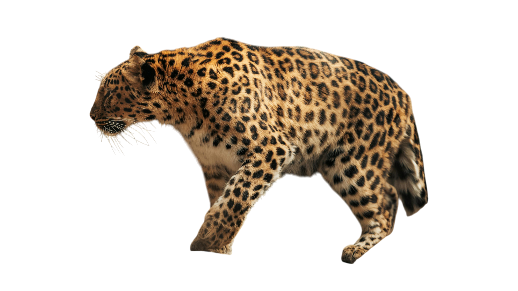 A jaguar walking forward with a black background.