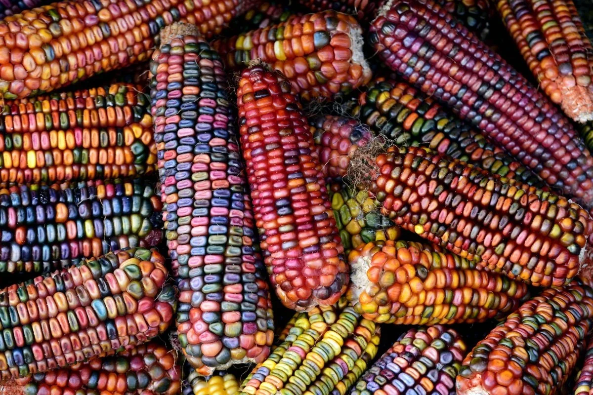 Close-up of colorful corn cobs with kernels in shades of red, purple, pink, yellow, green, and black.