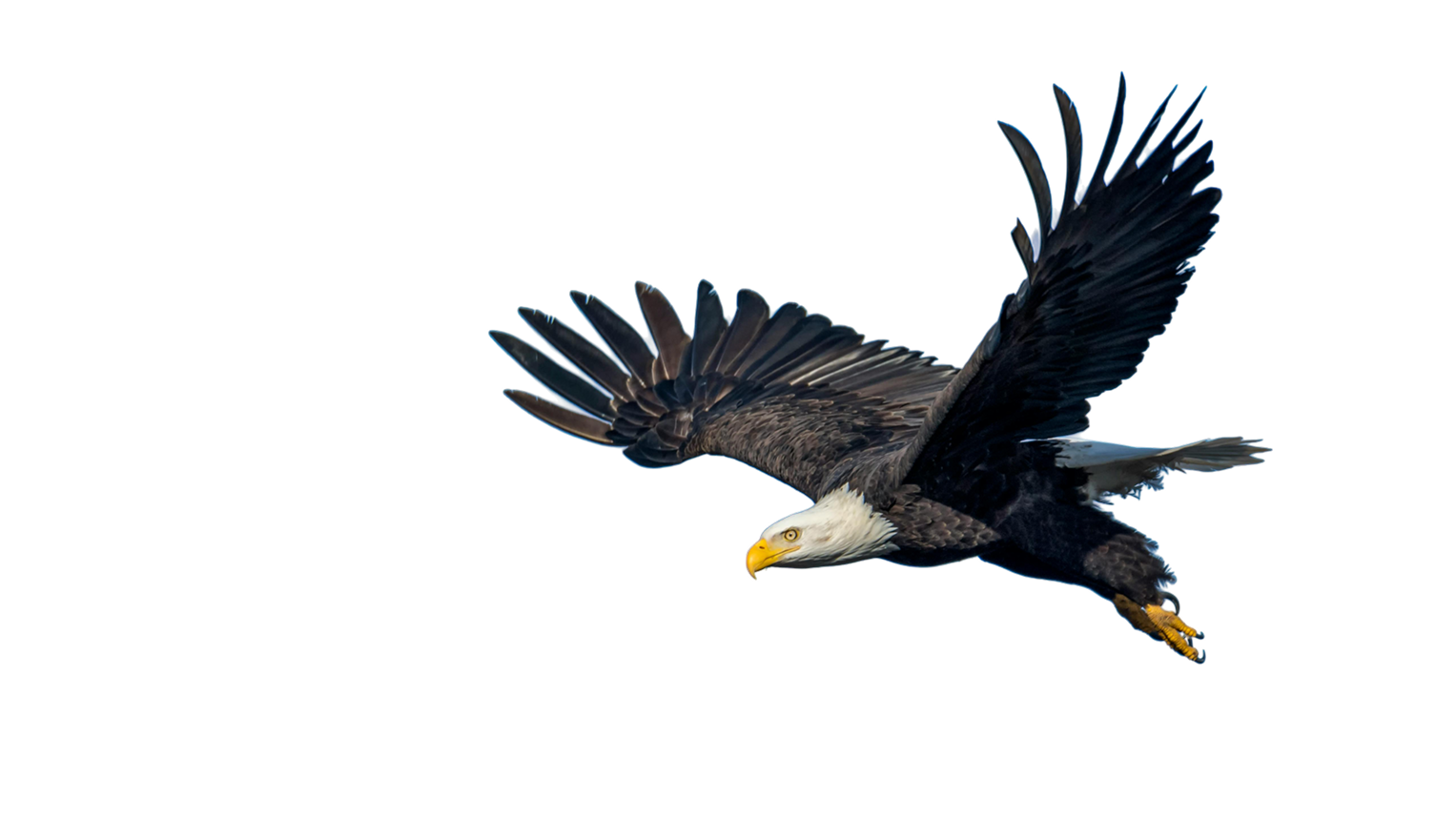 A flying bald eagle with outstretched wings, showing white head, yellow beak, and dark body.