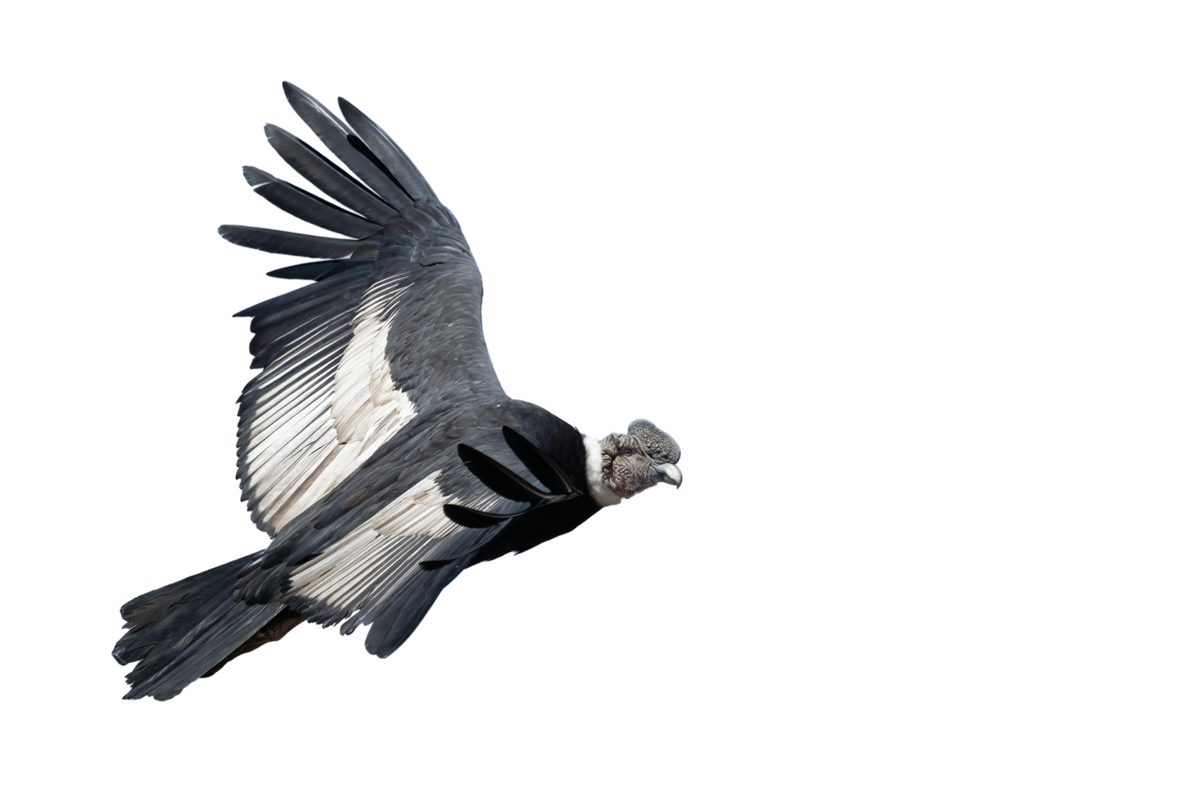 A digitally edited image of a bird with the head of a chimpanzee, flying and spreading its black, white, and grey feathers.