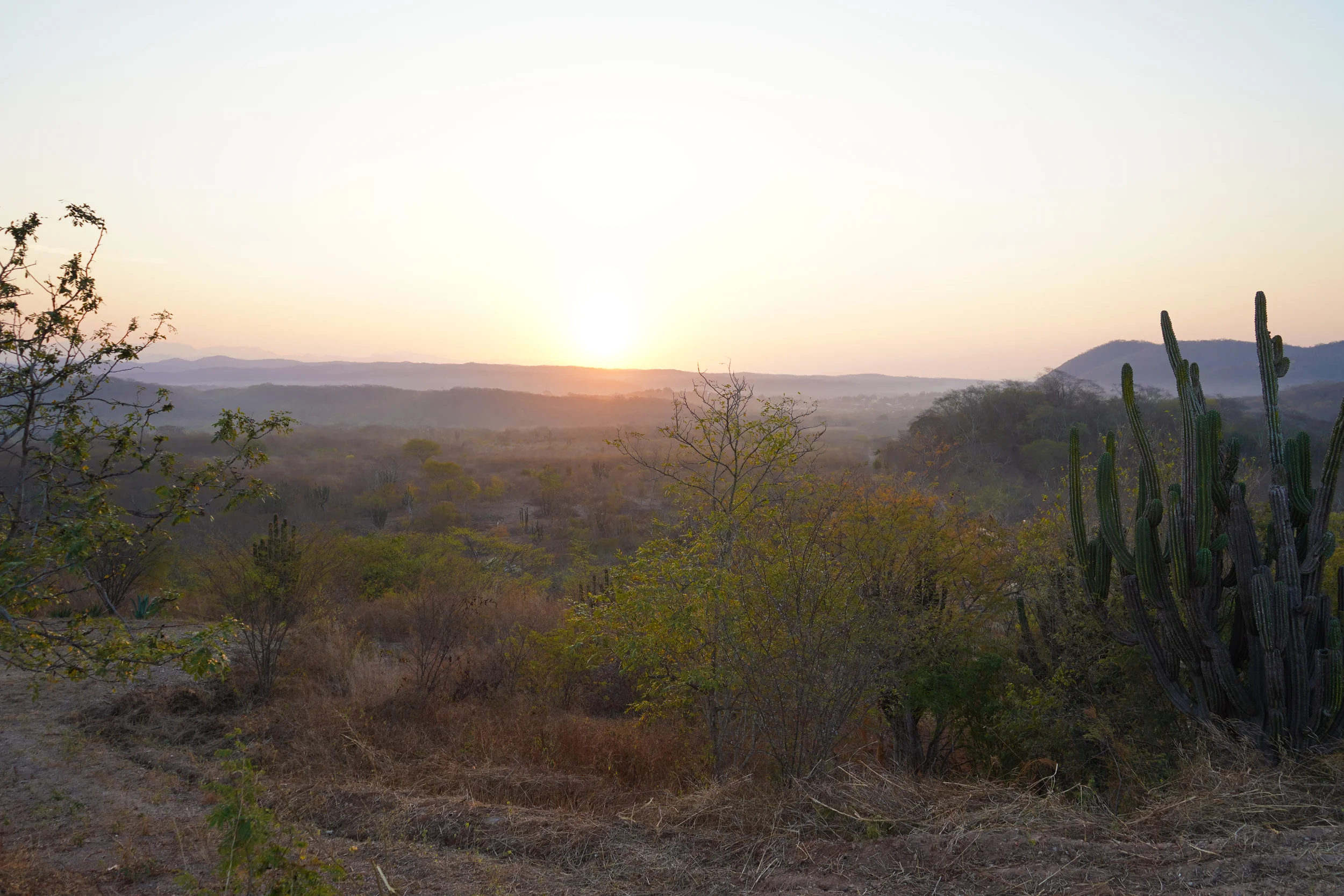 Sunset over a dry desert landscape with sparse trees and tall cacti, distant hills on the horizon.