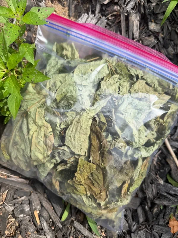 1 Gallon Dried Kudzu