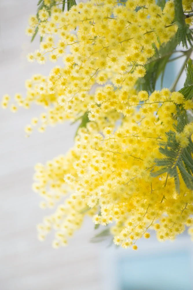 Close-up of yellow flowers with green leaves on a blurred background.