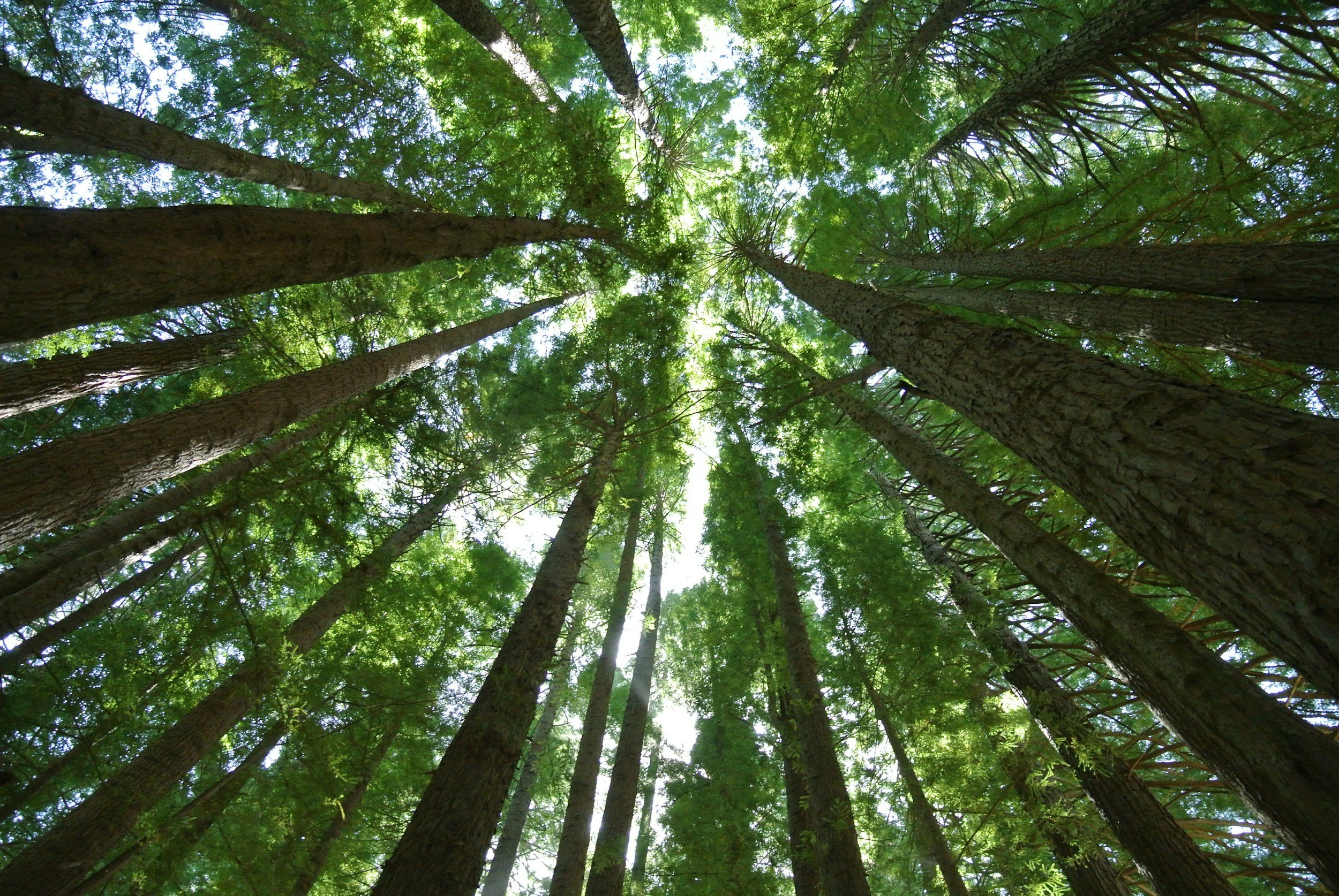 Looking up at tall trees in a dense forest with sunlight filtering through the green leaves.