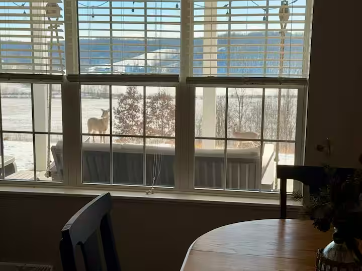 A view from inside a house looking out a window at a dog standing on a deck outside, with snow-covered ground and trees in the background.