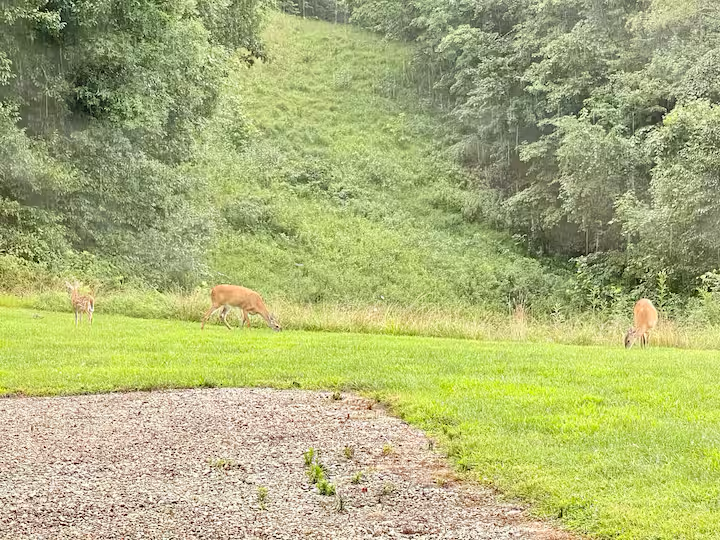 Three deer grazing on lush green grass near a gravel pathway with a wooded hillside in the background.