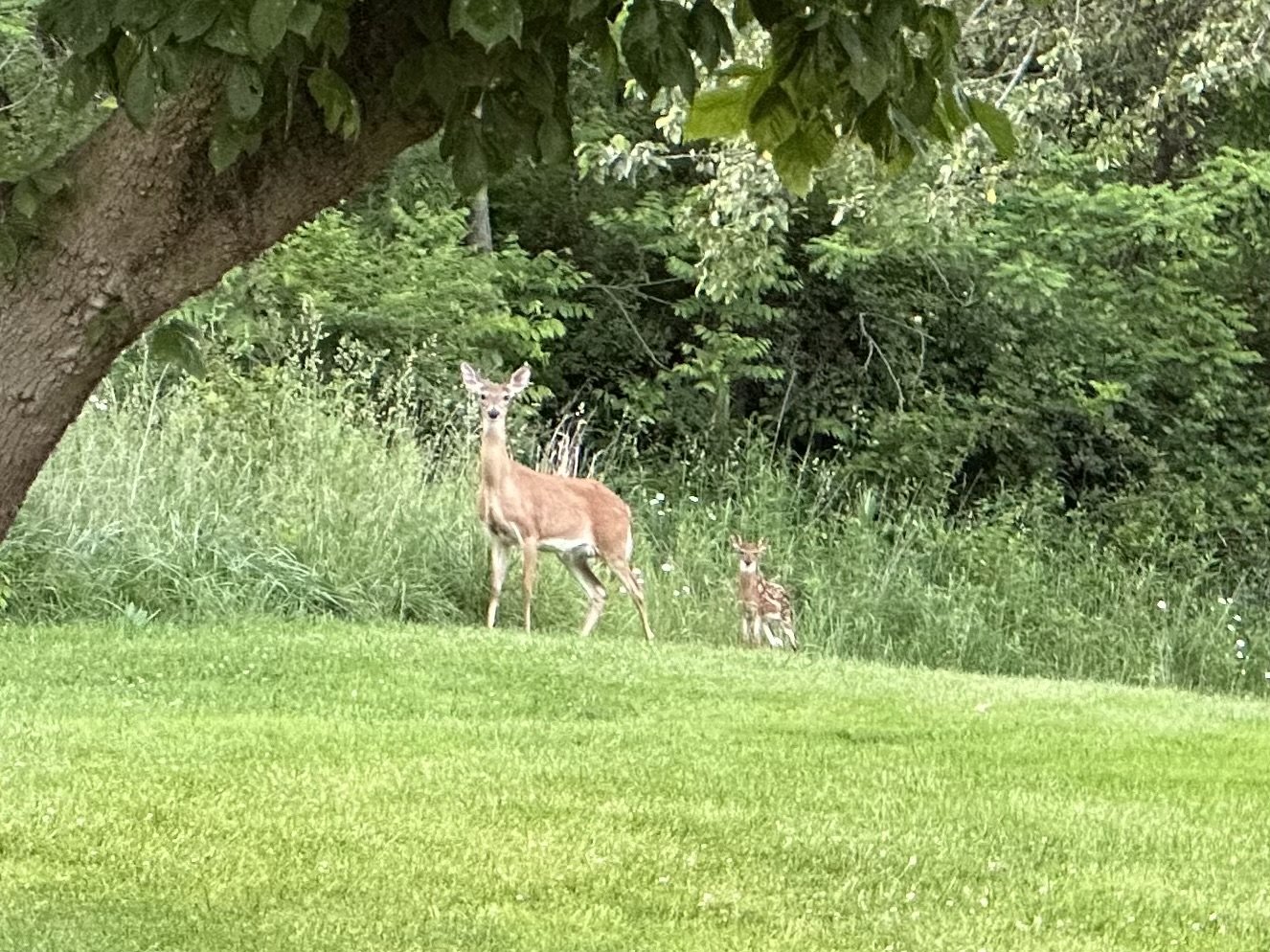 Deer standing in green grass near trees.