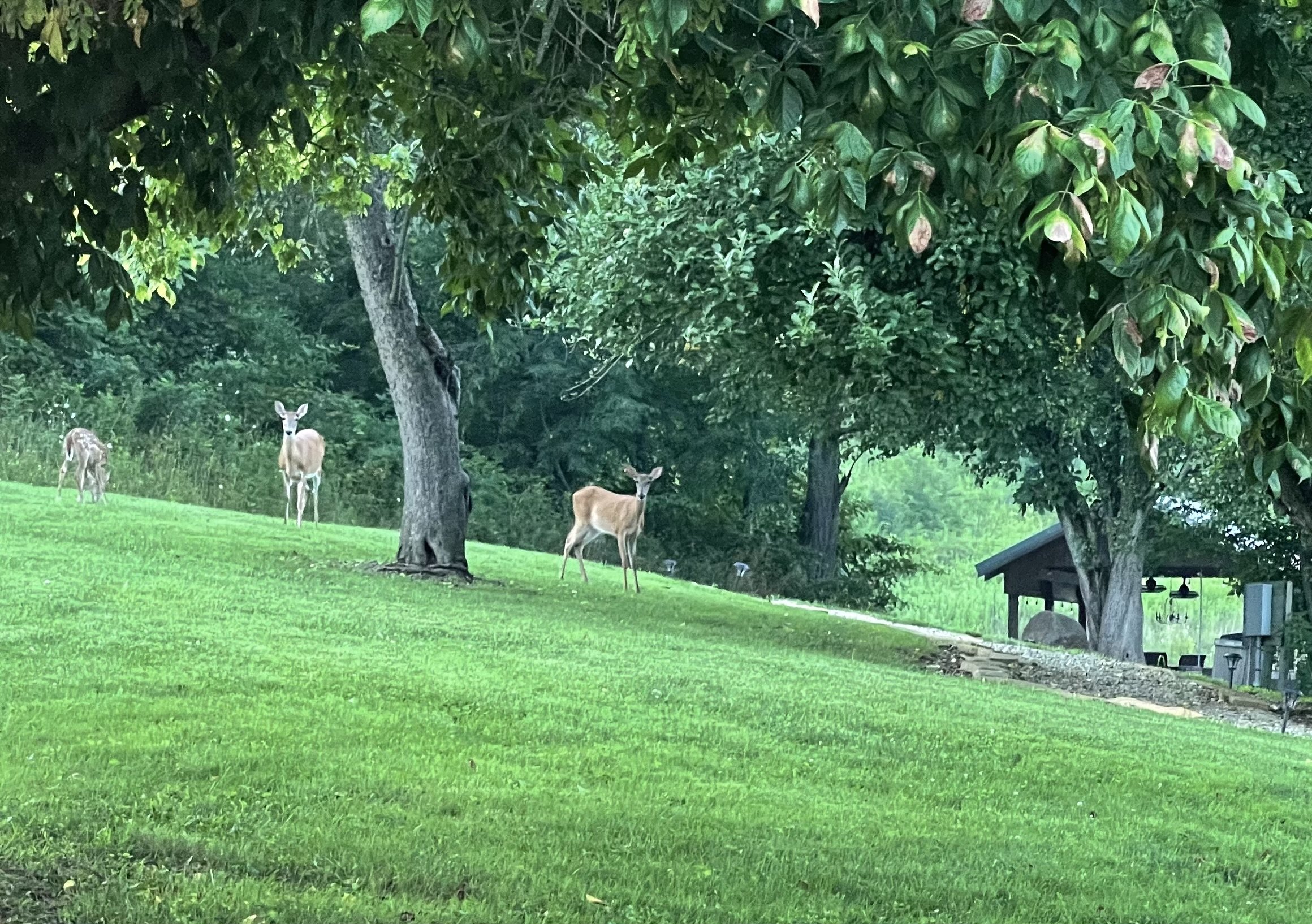 Three deer standing on a grassy hill under trees with dense green foliage, near a small structure or shed.