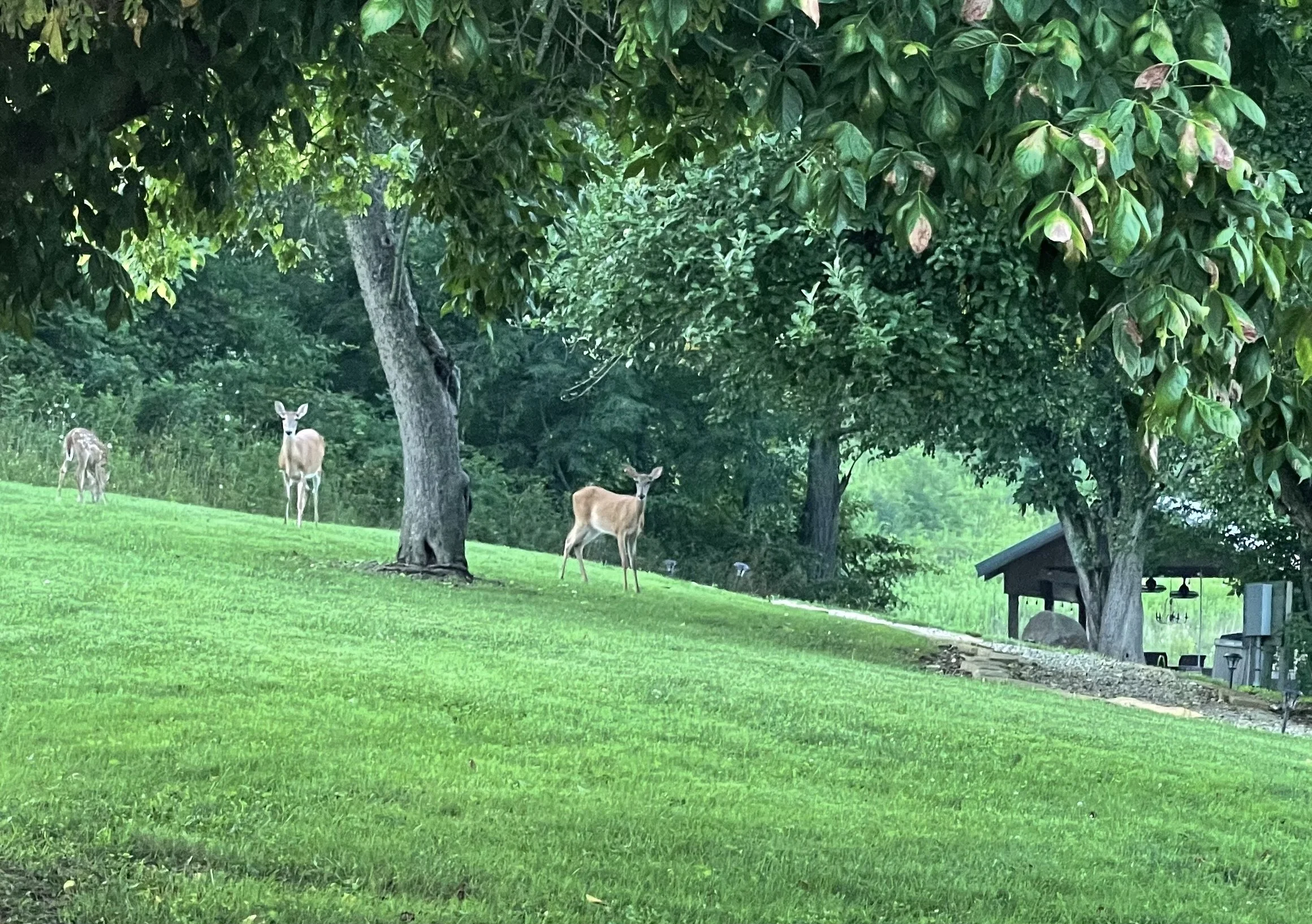 Whitetail deer in the back yard
