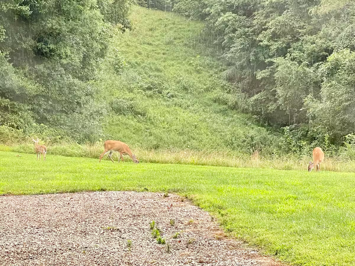 Whitetail deer in the back yard
