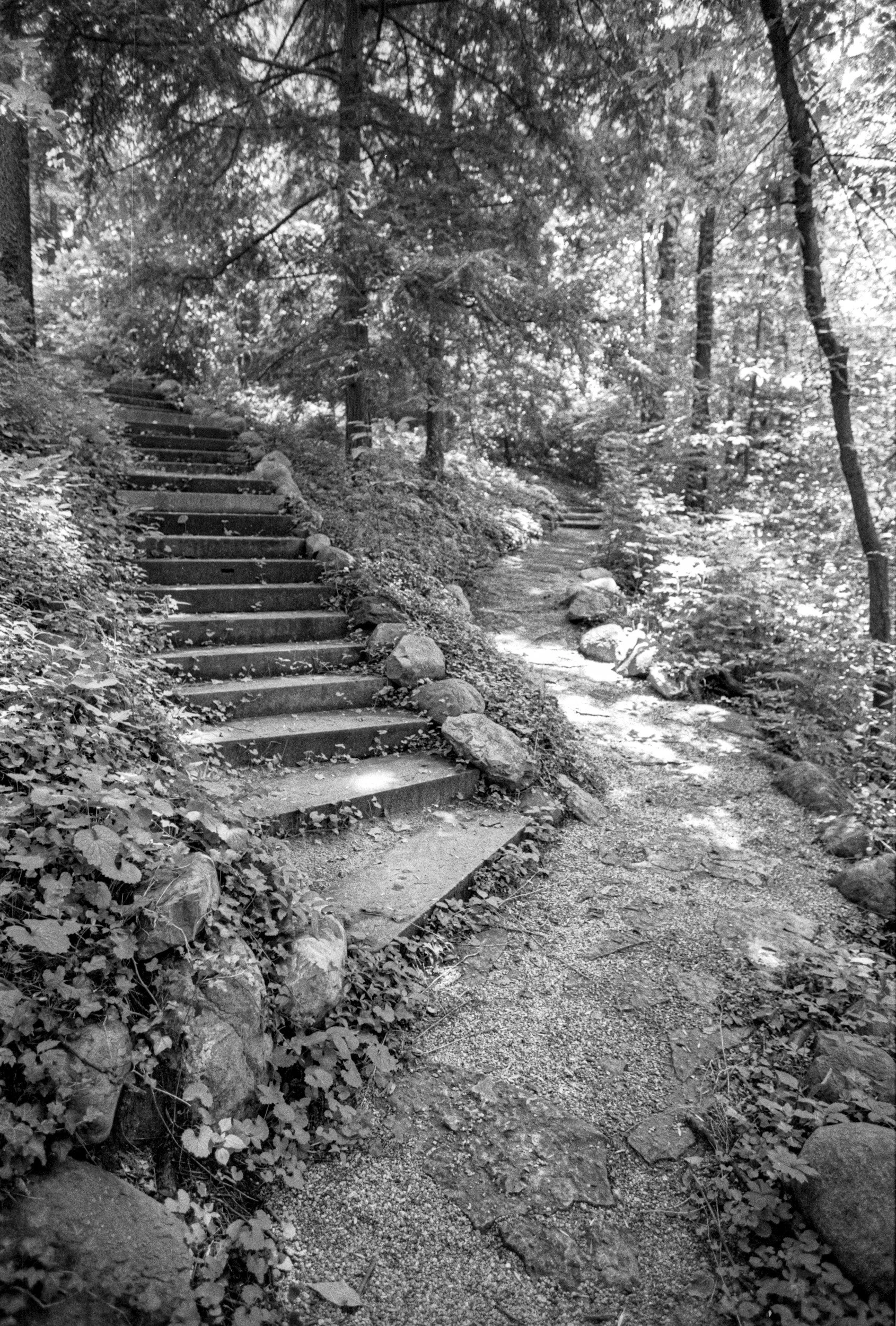 Black and white photograph of a wooded trail with stone stairs on the left and a dirt path on the right, surrounded by trees and foliage.