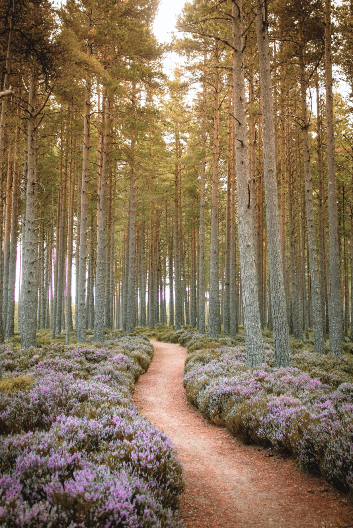 A dirt path winds through a forest of tall, straight trees with green and brown foliage, with pink and purple flowering bushes lining both sides of the path.