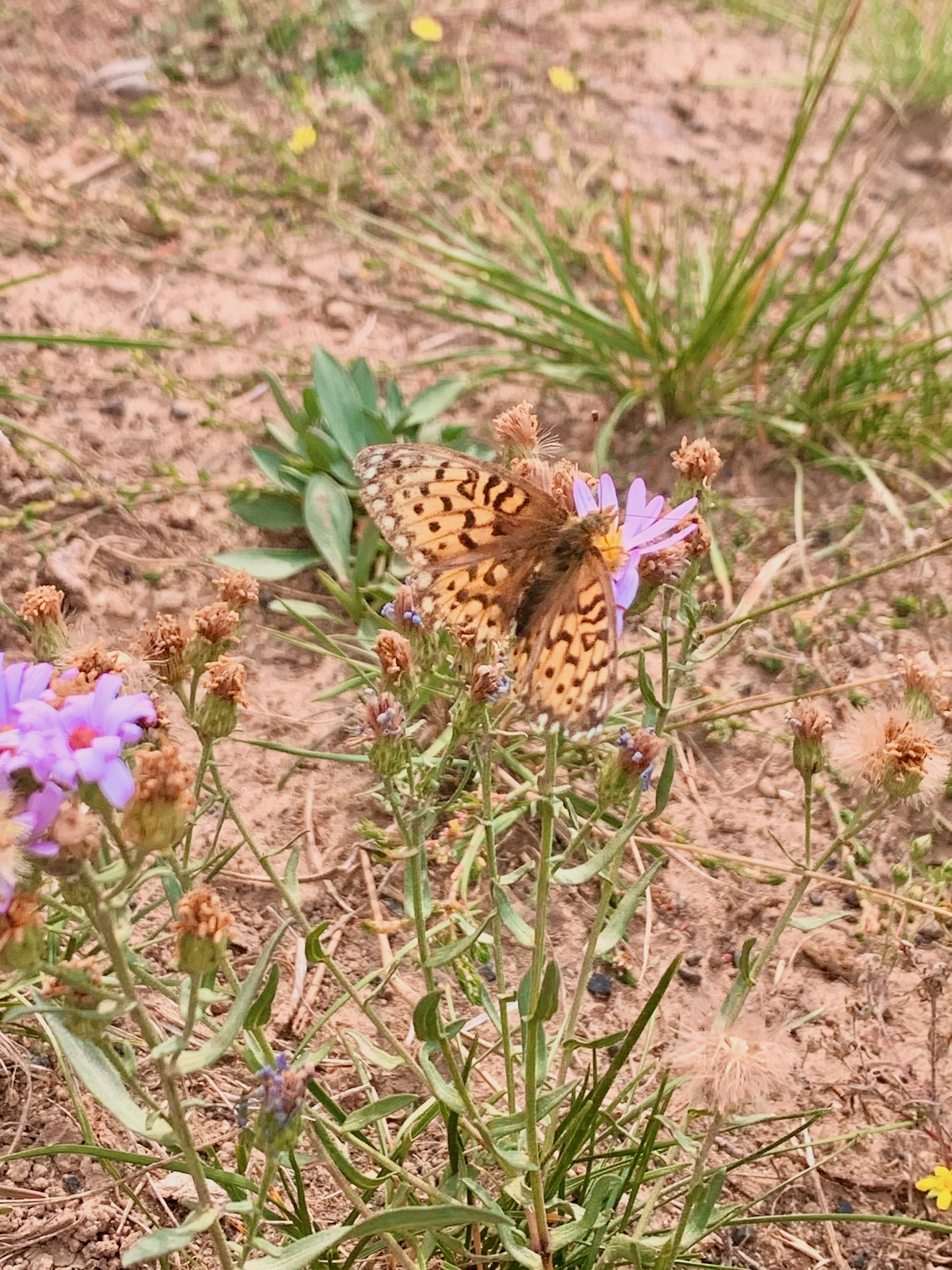 Close-up of a butterfly perched on a purple flower in a garden with sandy soil and various small green plants.