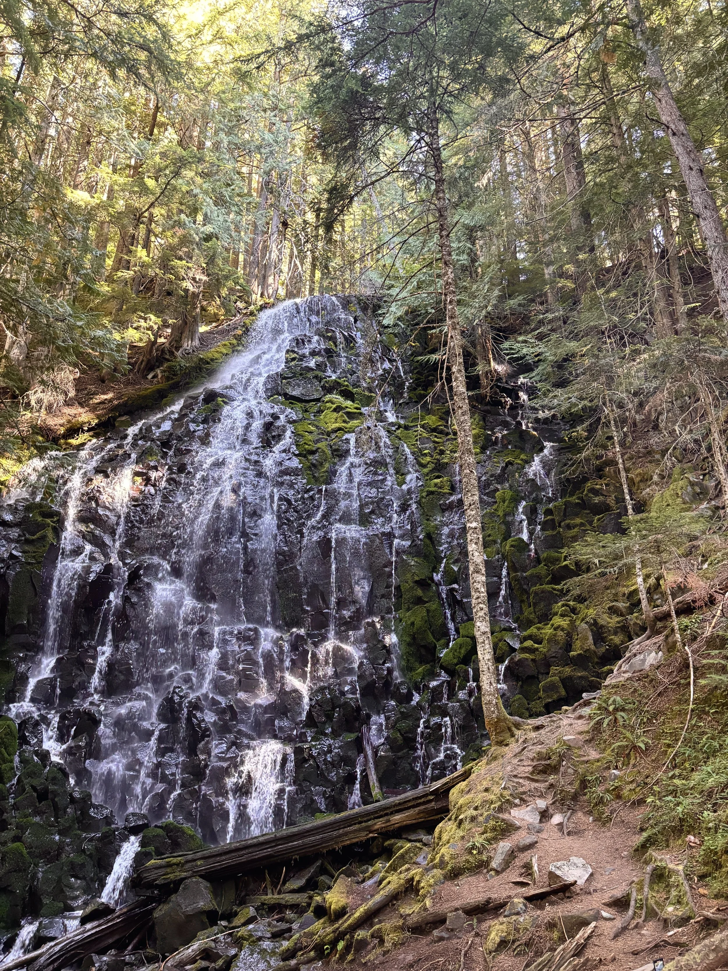 A small waterfall flowing down moss-covered rocks in a dense forest surrounded by tall trees with sunlight filtering through the leaves.
