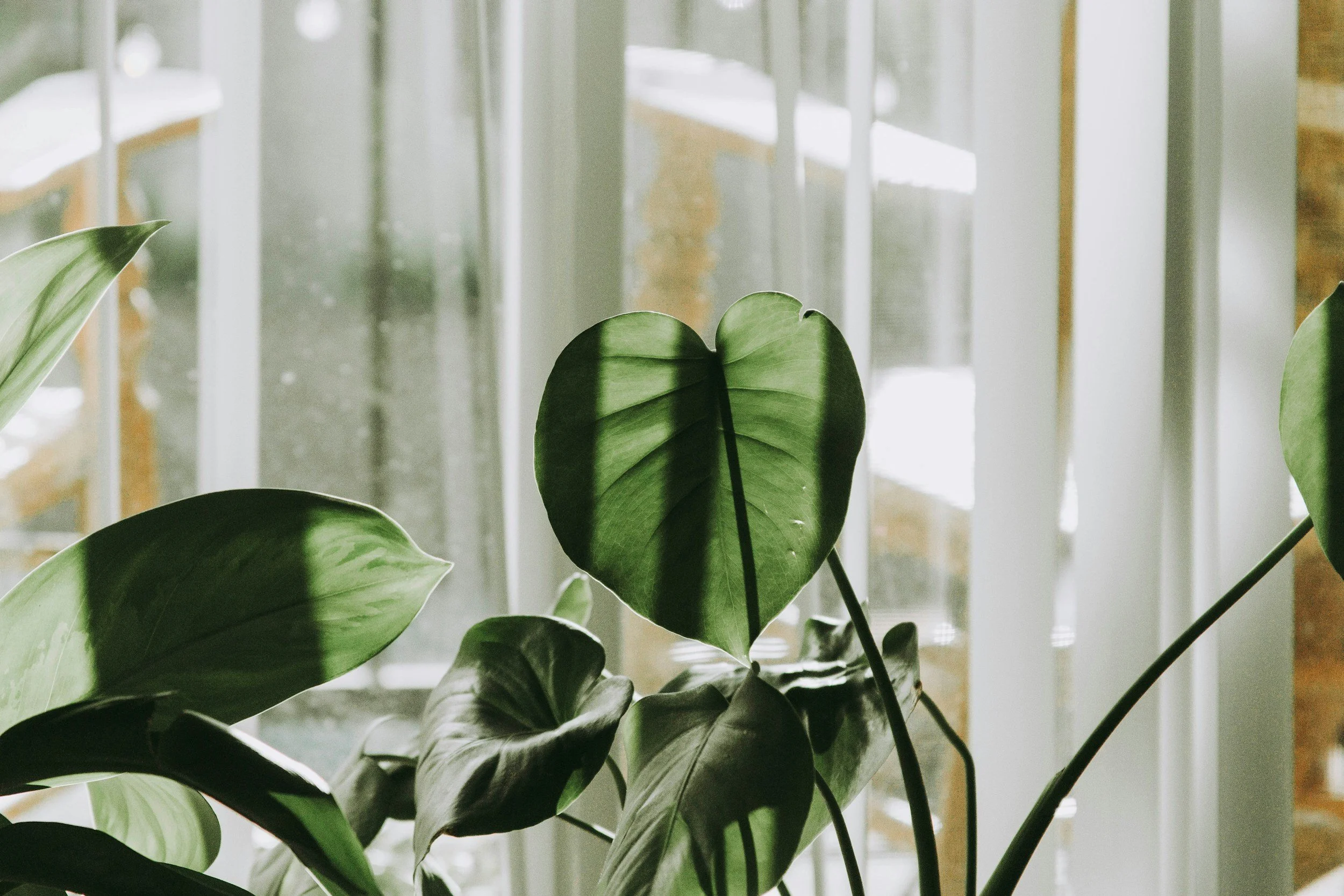 Sunlight filters through large green leaves of a houseplant near a window with white bars.