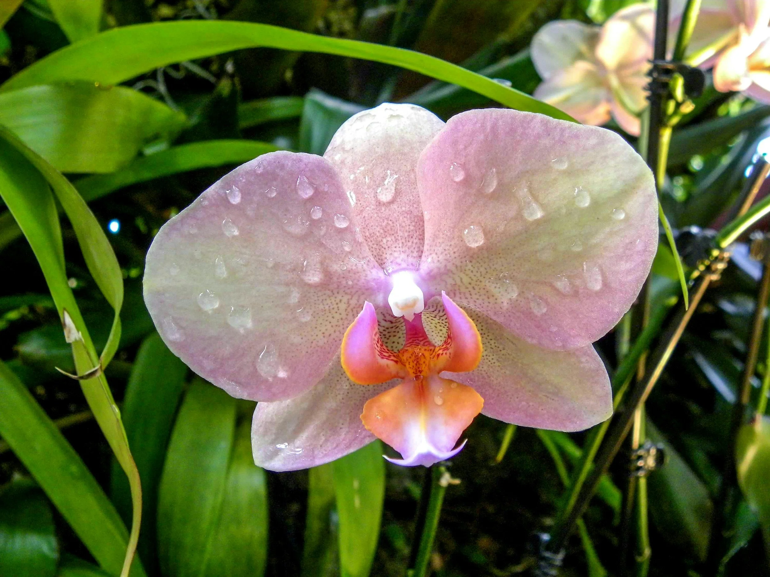 The Power of Celibacy: Protecting Your Frequency