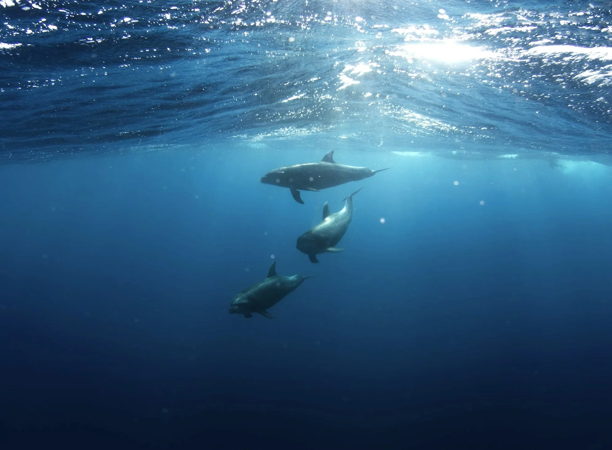 Healing Whale Frequencies