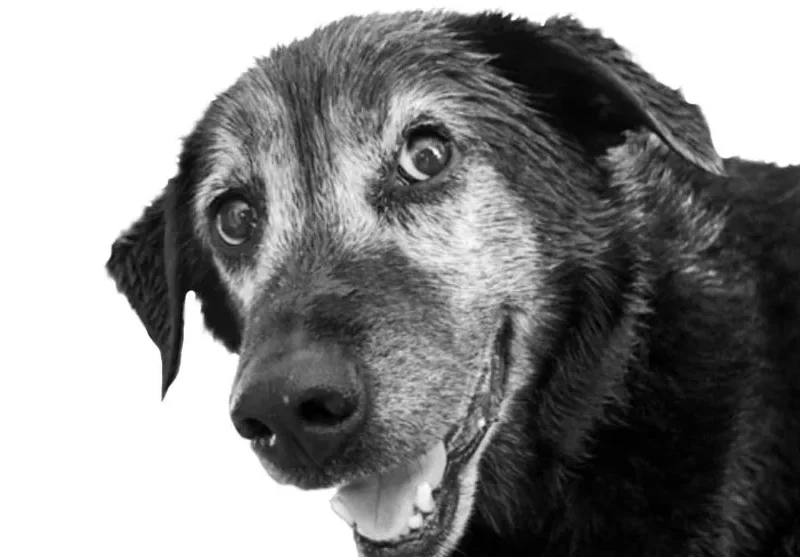 Close-up of a happy black and gray dog with bright eyes on a white background.
