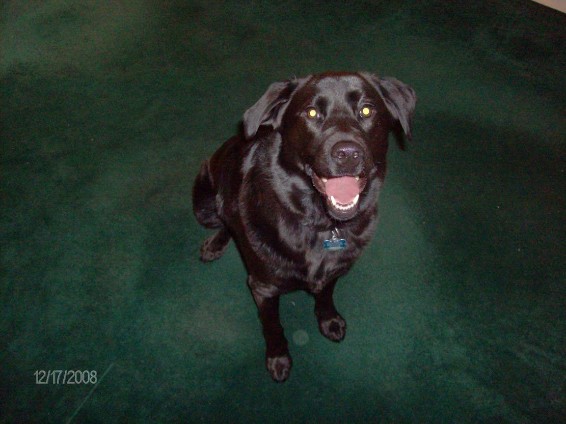 Sidney - Beloved Red Chair Salon Lunch Supervisor (2007-2023)