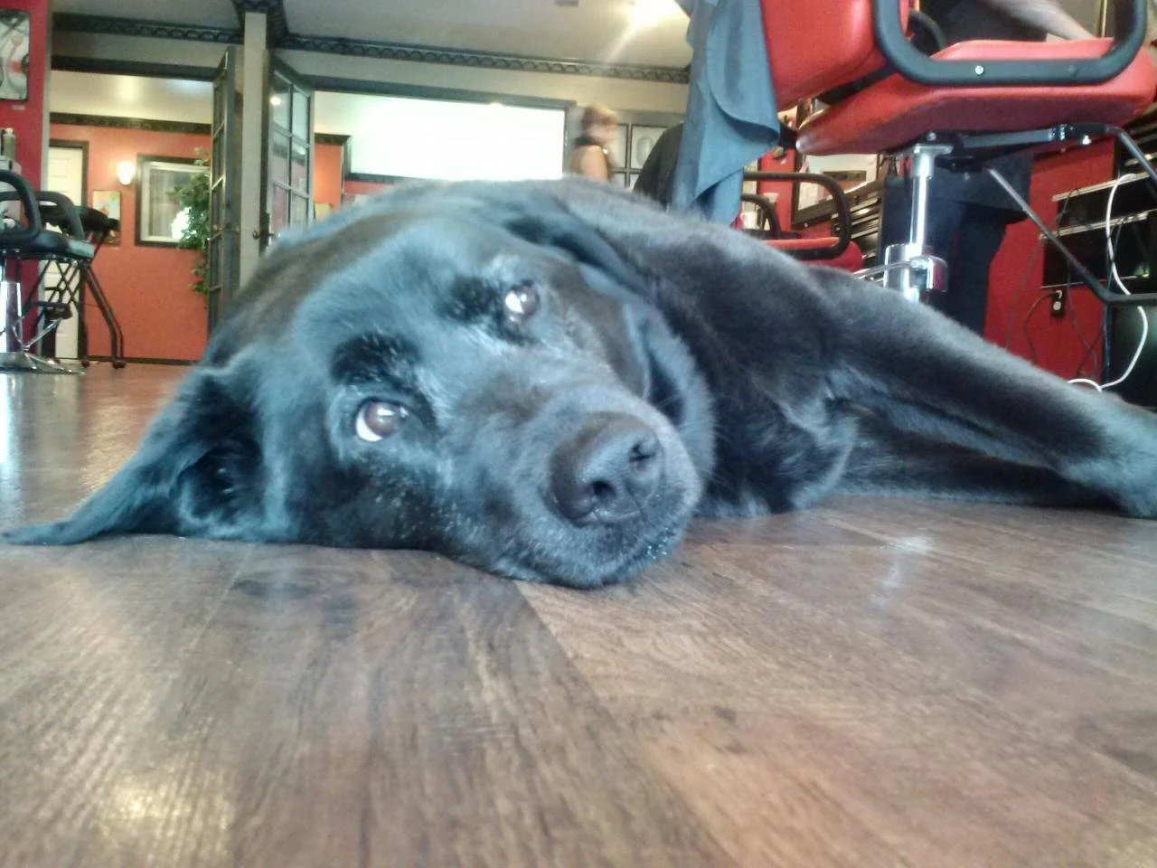 A black dog lying on a wooden floor indoors with its head resting on the floor and looking at the camera.