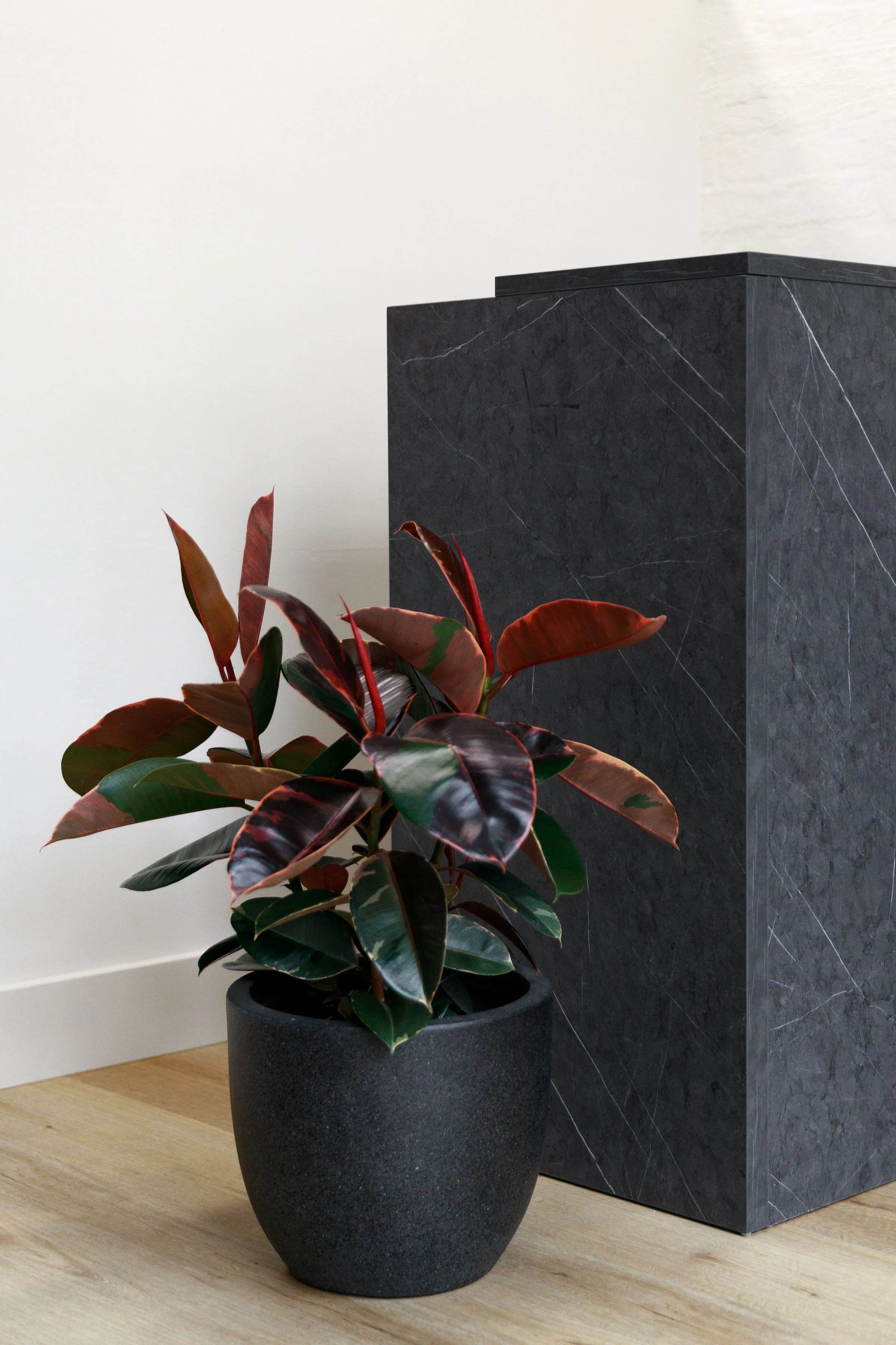 A potted rubber plant with variegated green and reddish leaves situated next to a black marble pedestal against a white wall.